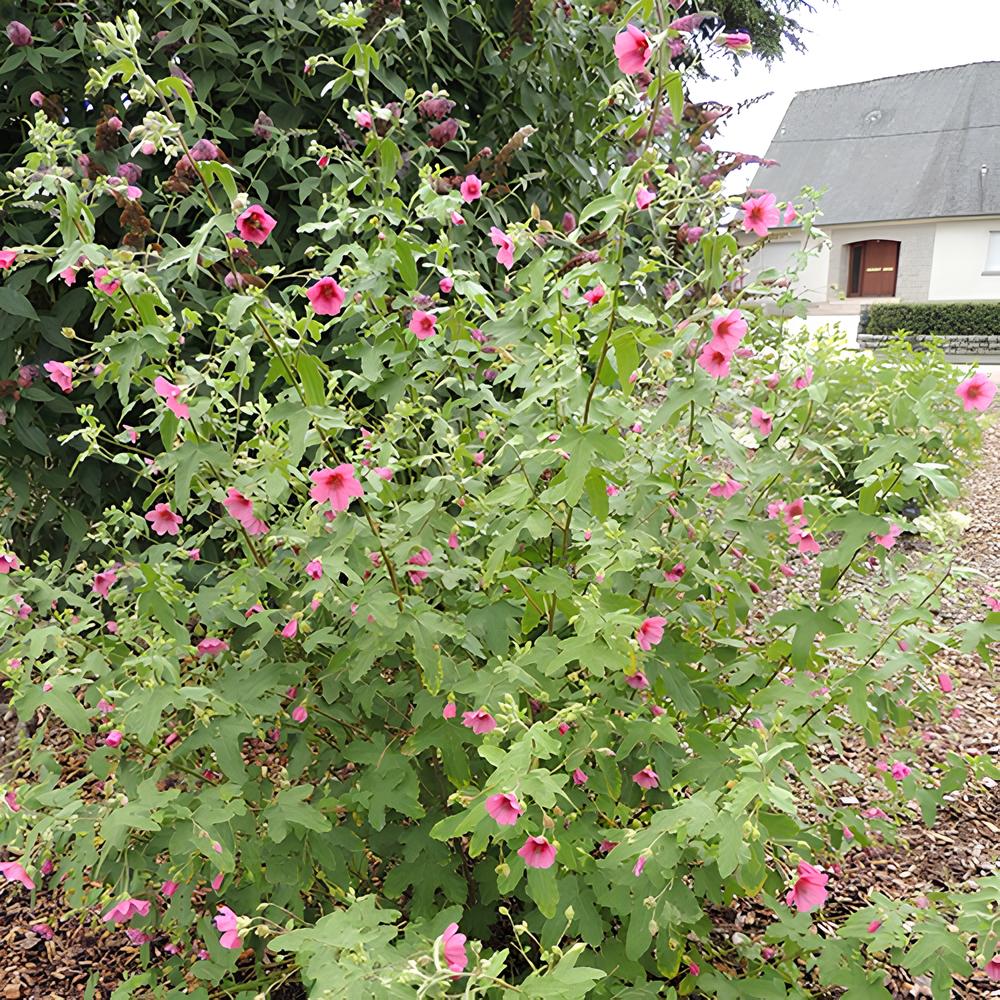 Kaapse malva 'El Rayo' - Image 3