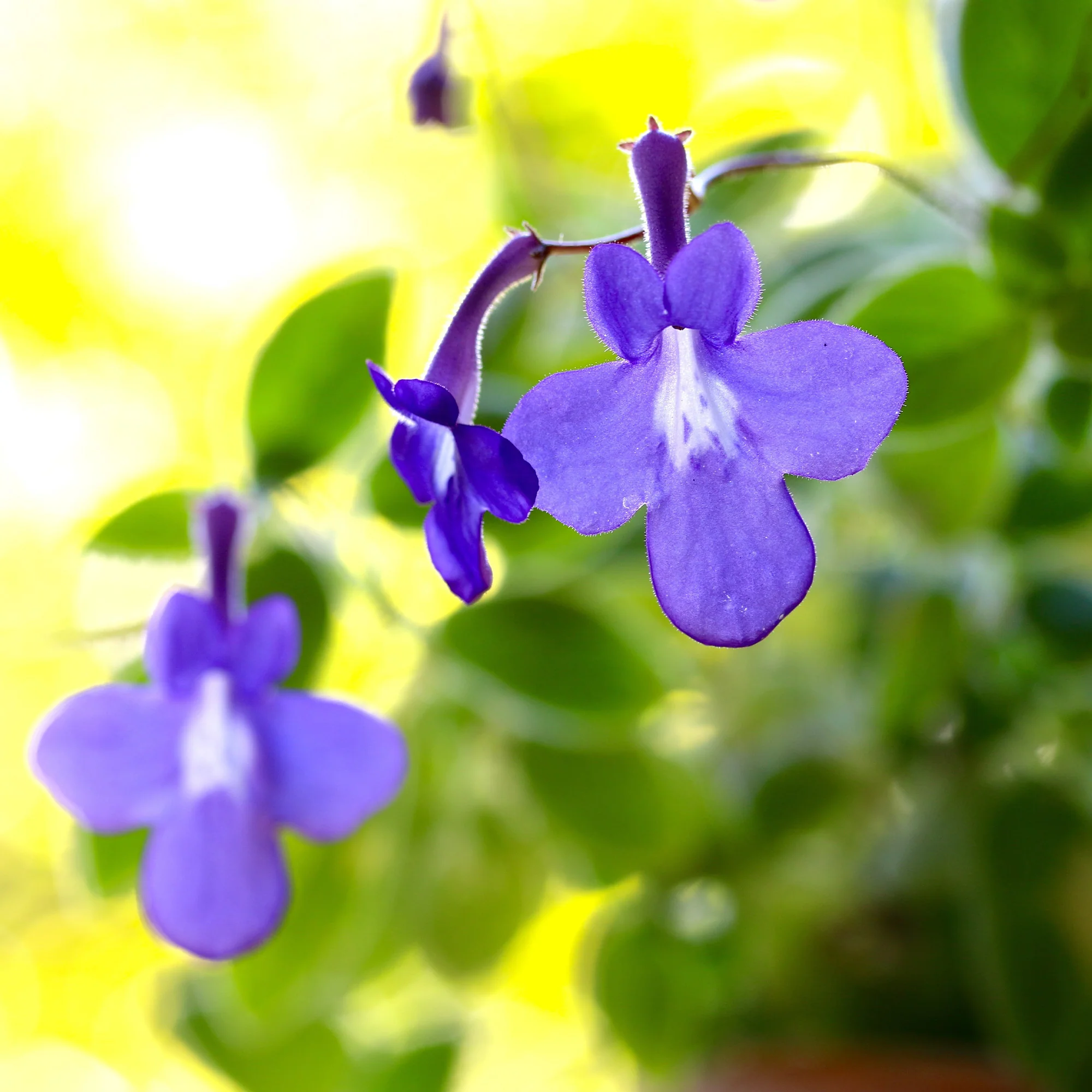 Kaapse primula