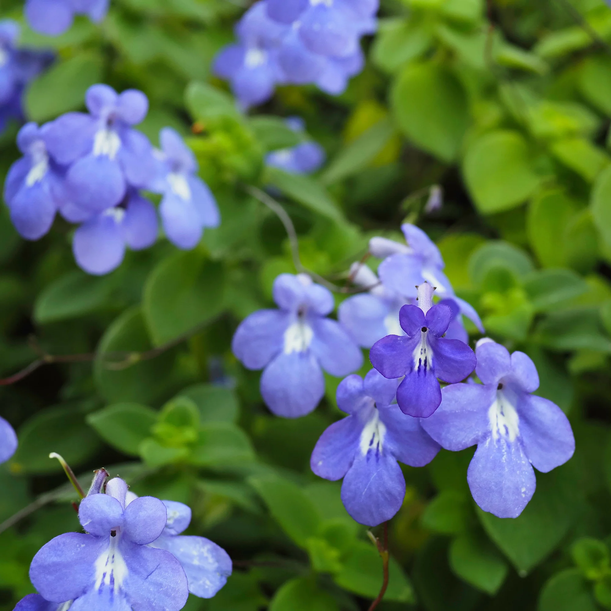 Kaapse primula - Image 2