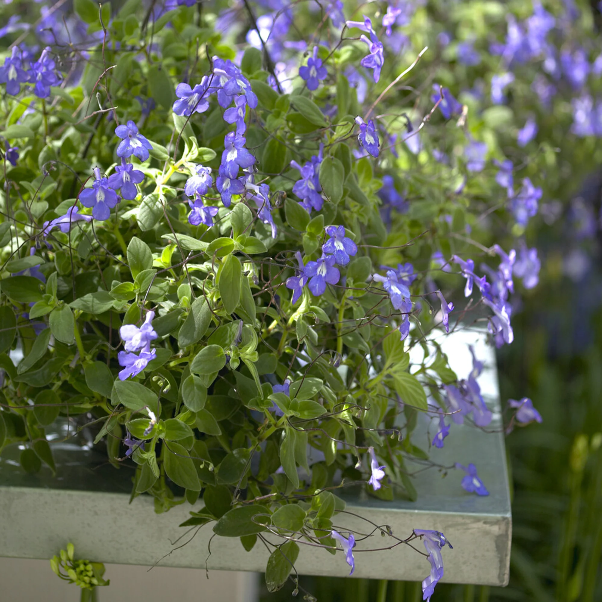 Kaapse primula - Image 3