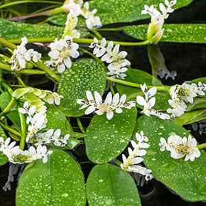 Water vanille - Image 2