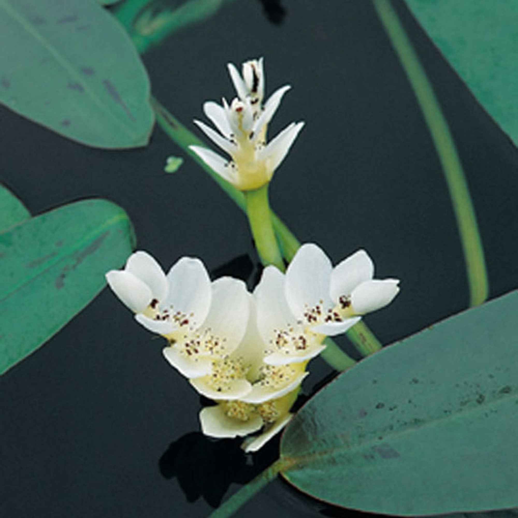 Water vanille - Image 3