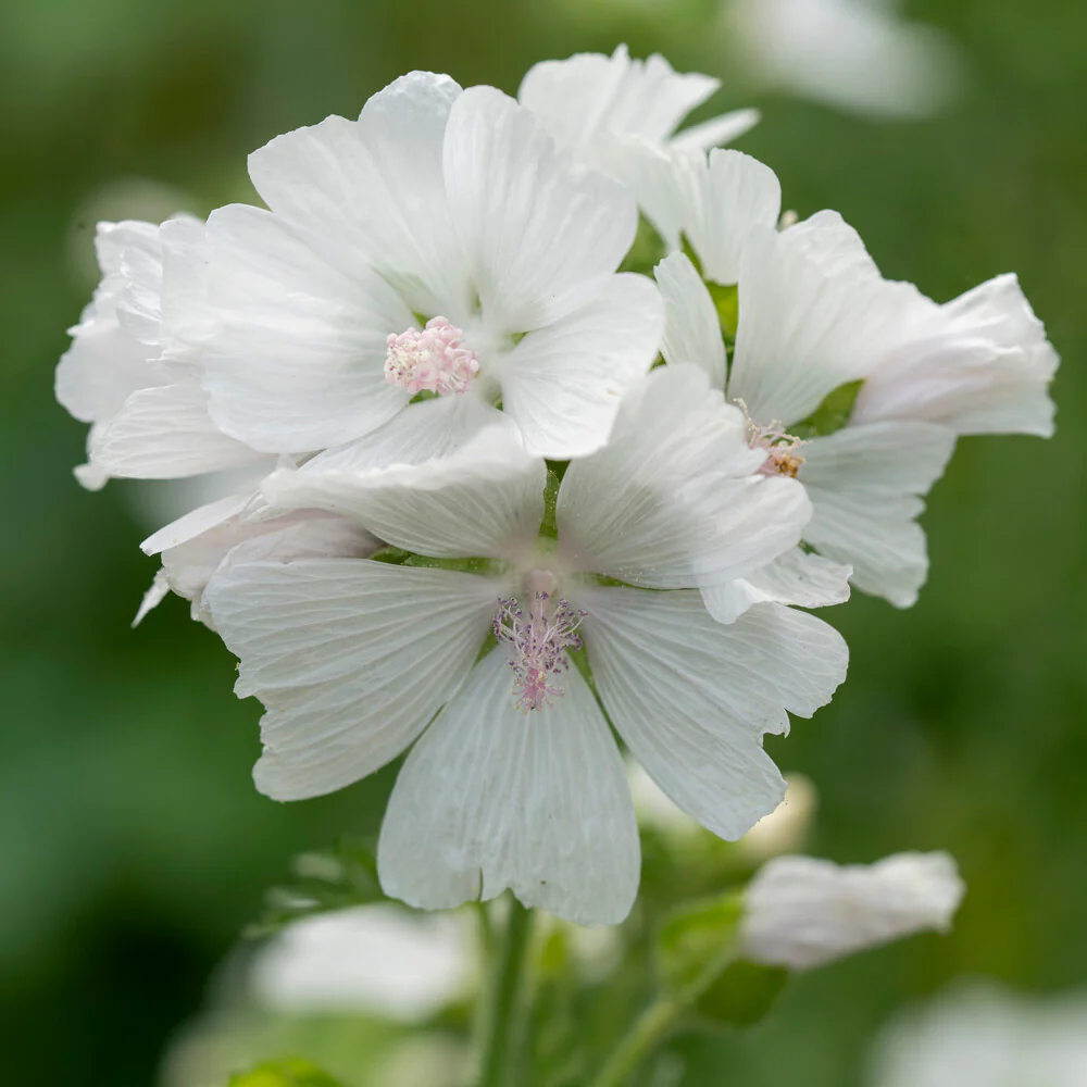 Kaasjeskruid 'Alba' - Image 2