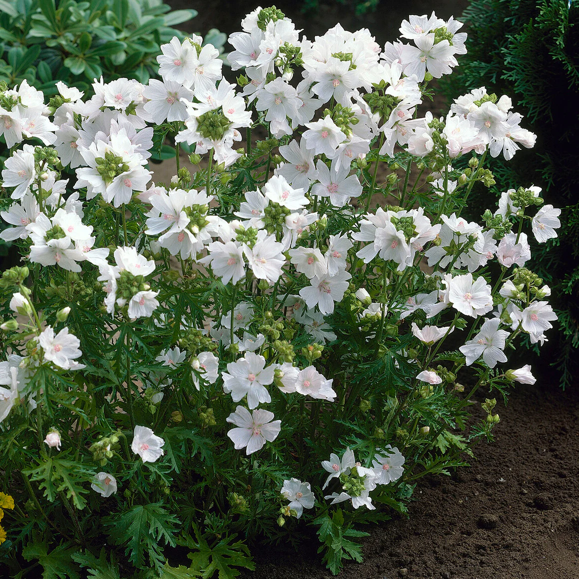 Kaasjeskruid 'Alba' - Image 3