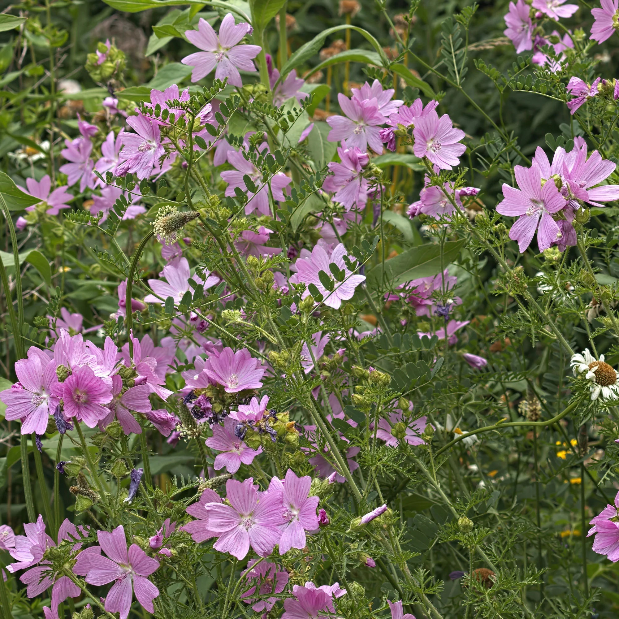 Kaasjeskruid Rosea