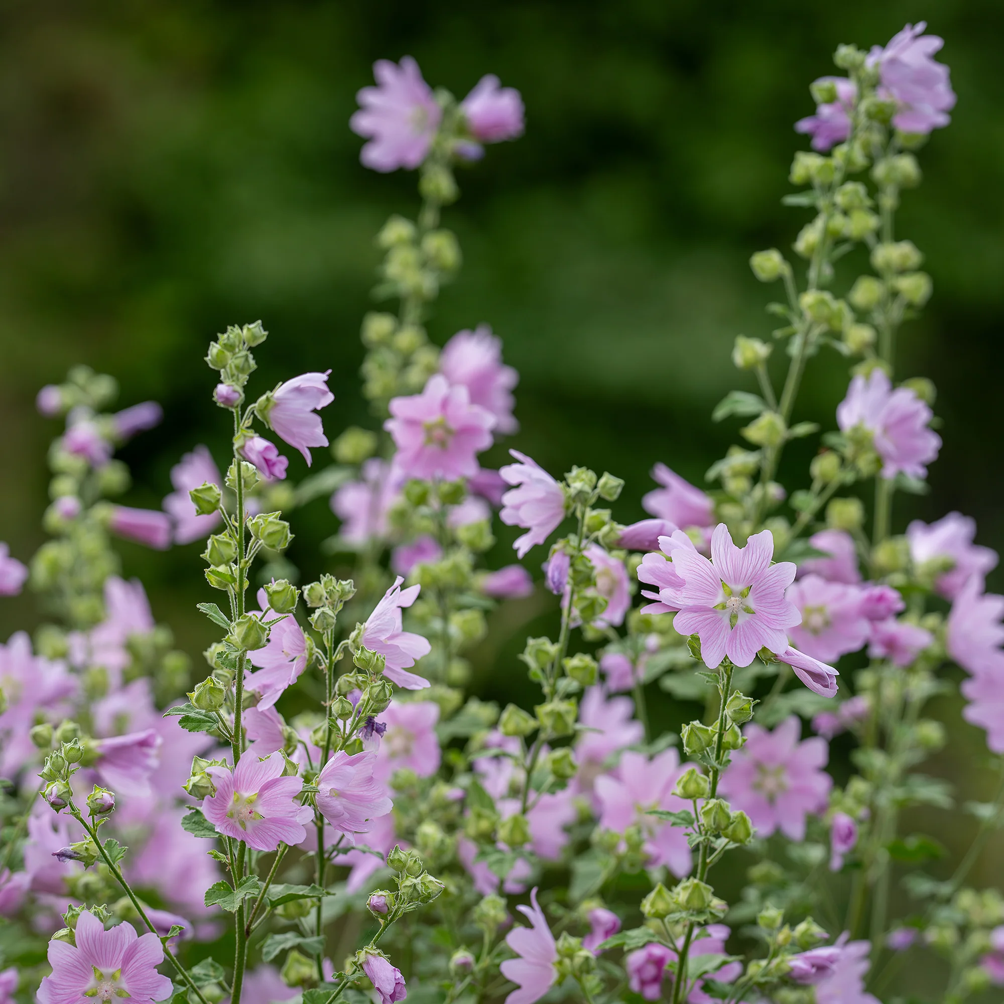 Kaasjeskruid Rosea - Image 2