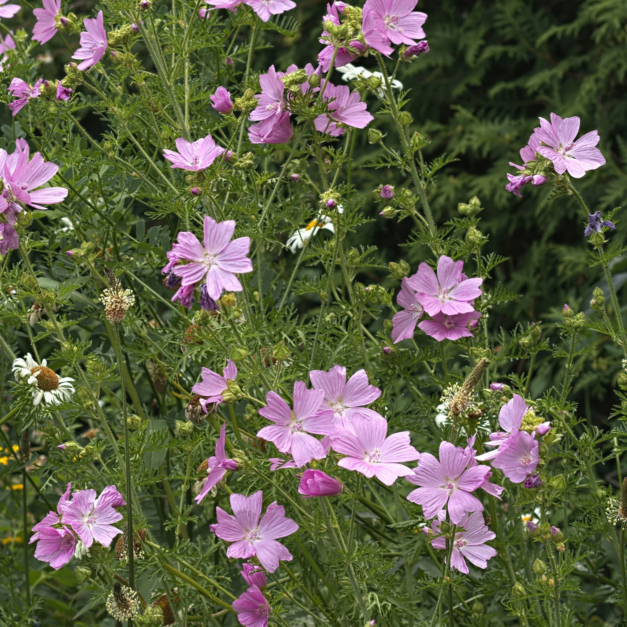 Kaasjeskruid Rosea - Image 3