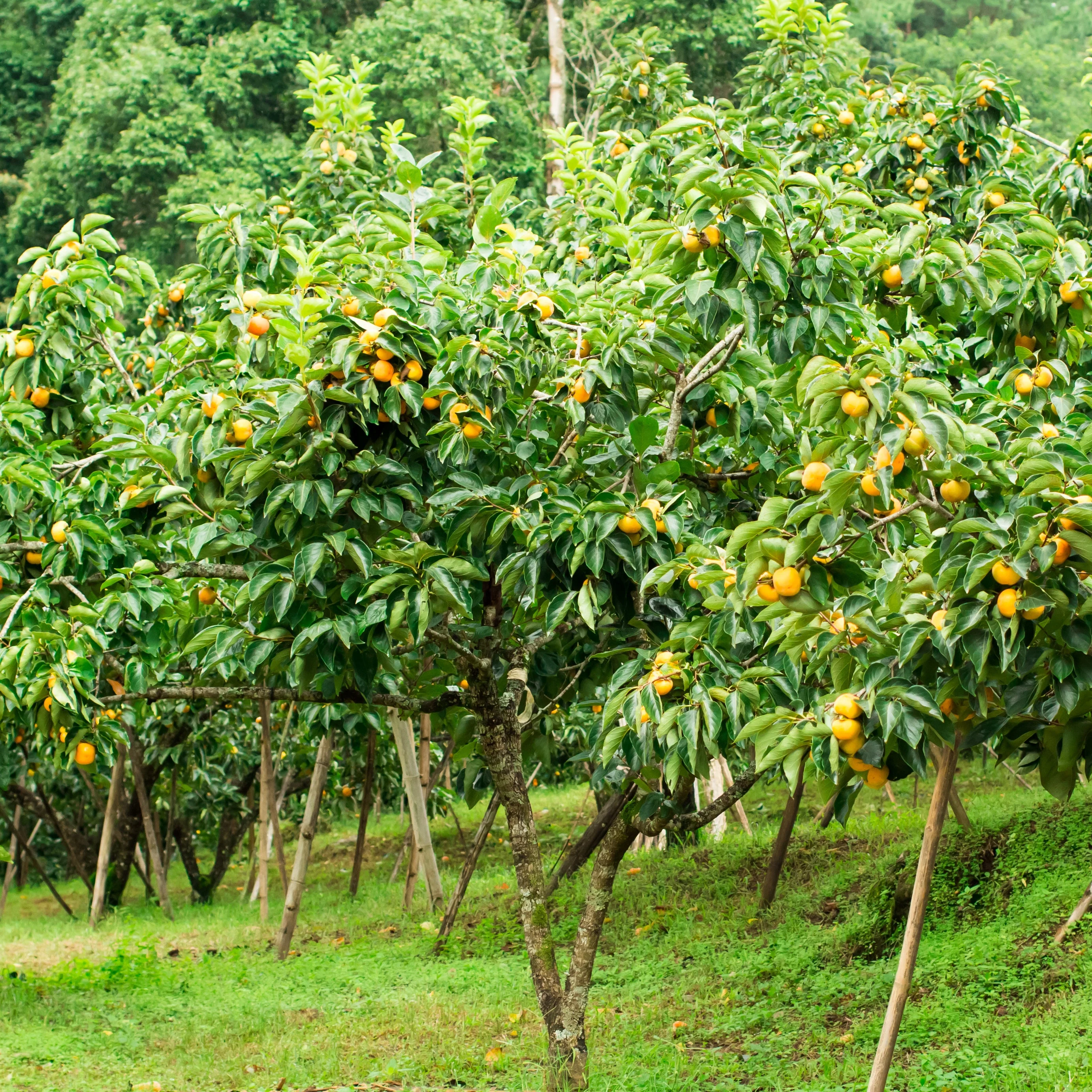 Kakiboom 'Tipo' - Image 2