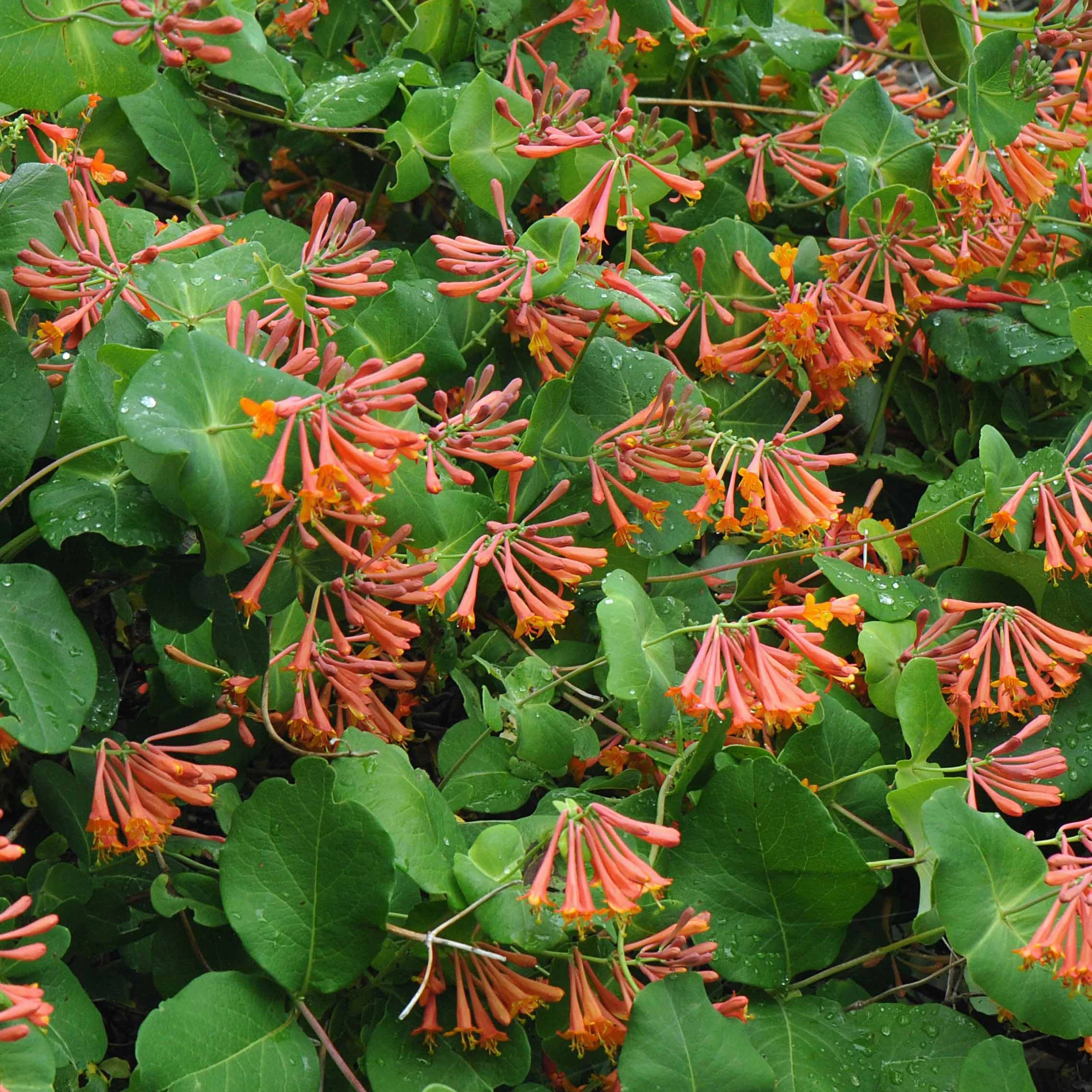 Kamperfoelie 'Dropmore Scarlet'