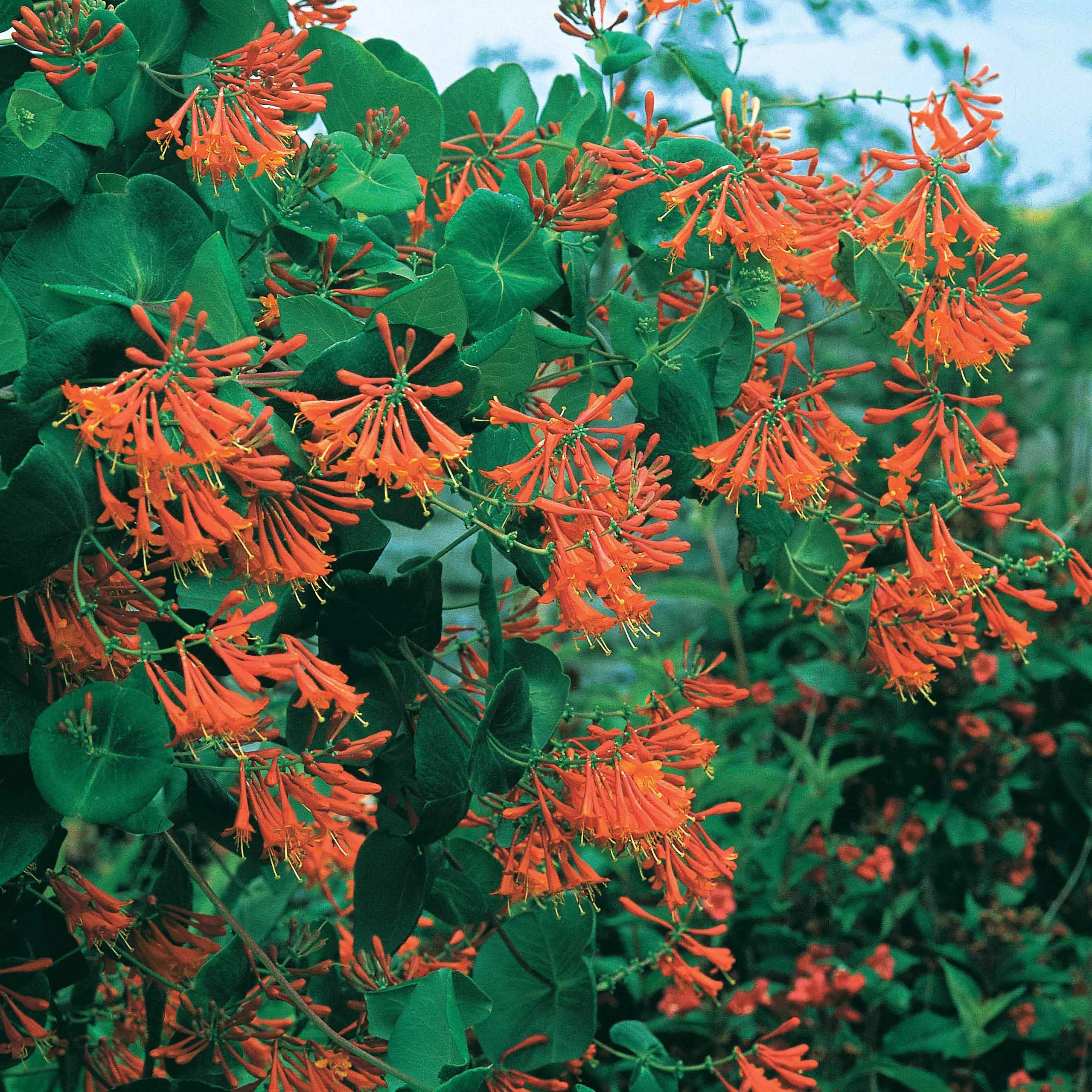 Kamperfoelie 'Dropmore Scarlet' - Image 2