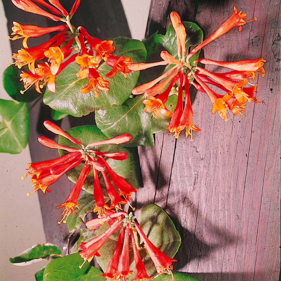Kamperfoelie 'Dropmore Scarlet' - Image 3