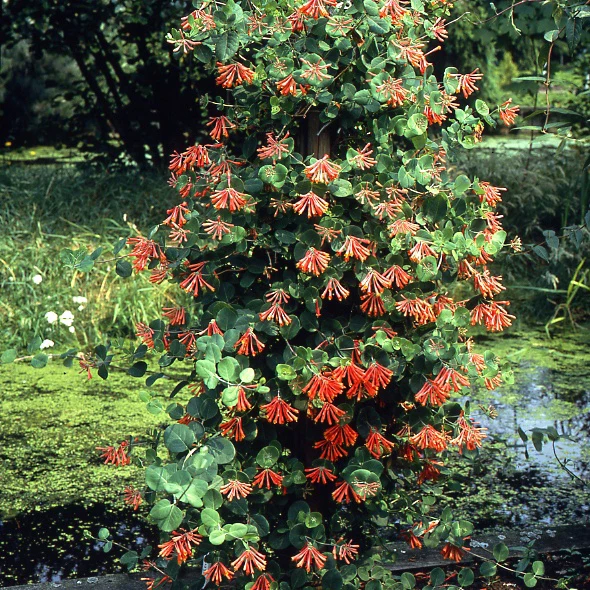 Kamperfoelie 'Dropmore Scarlet' - Image 4