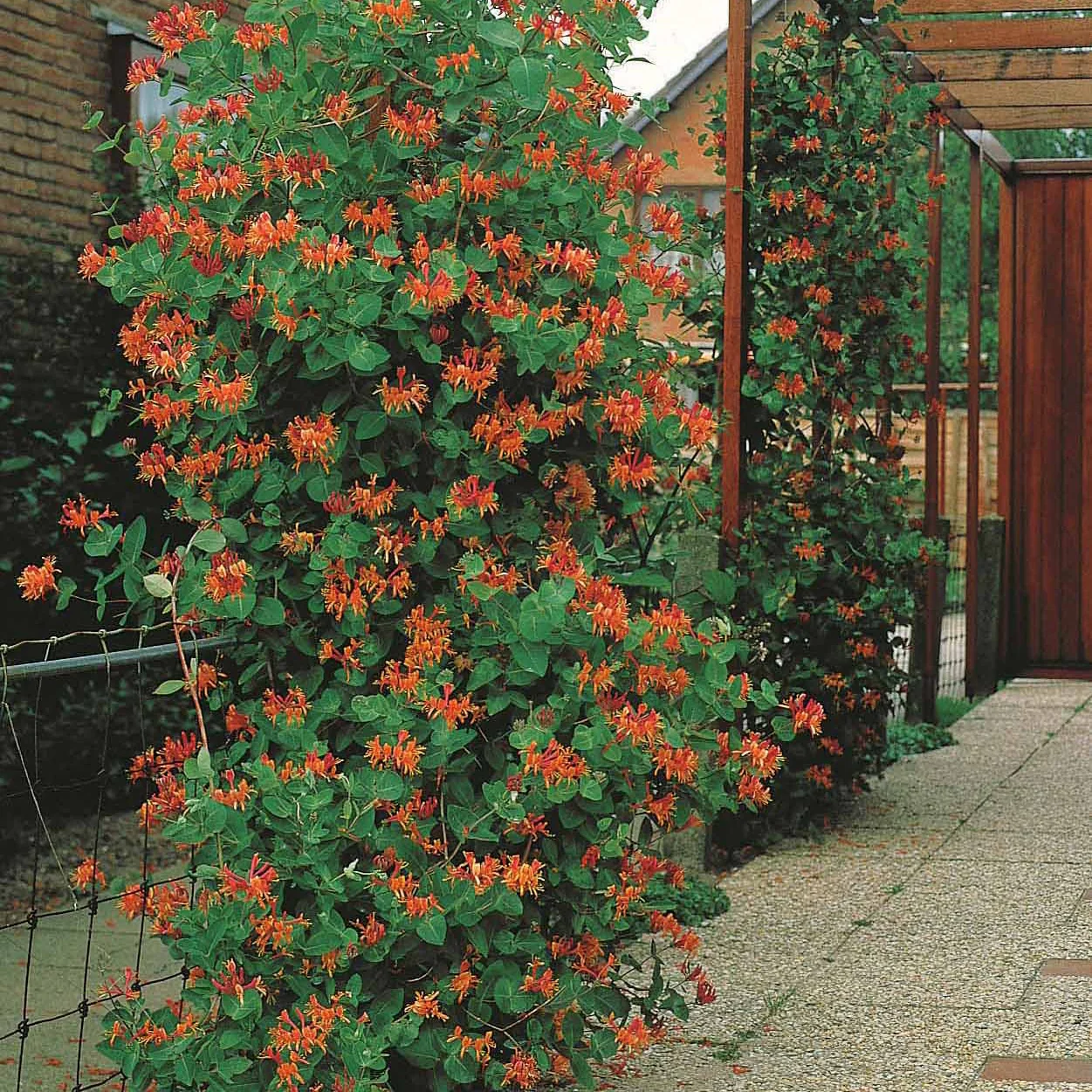 Kamperfoelie 'Dropmore Scarlet' - Image 5