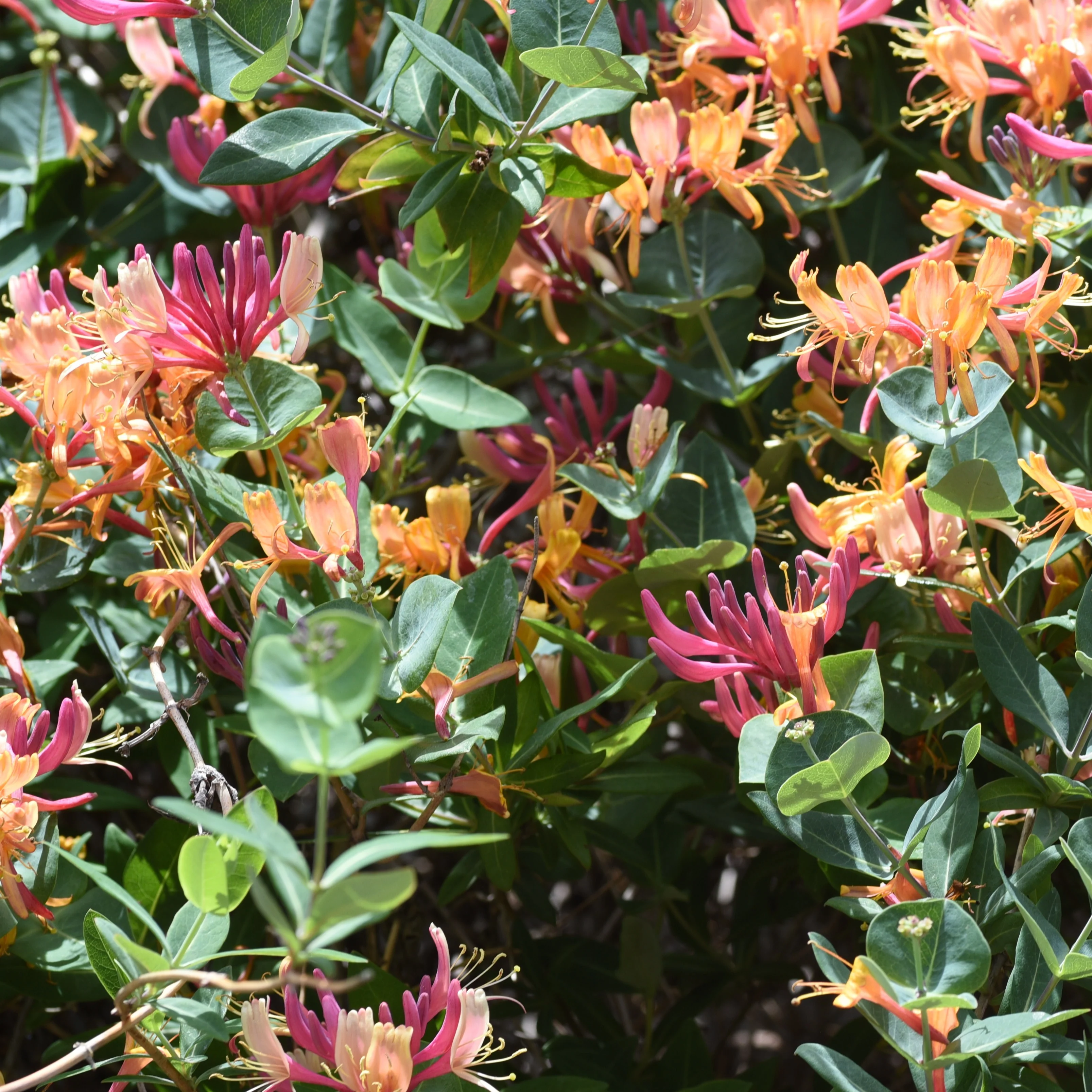 Kamperfoelie 'Goldflame'