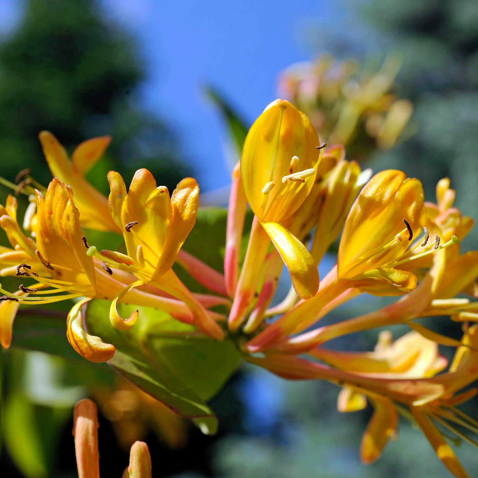 Kamperfoelie 'Copper Beauty' - Image 2
