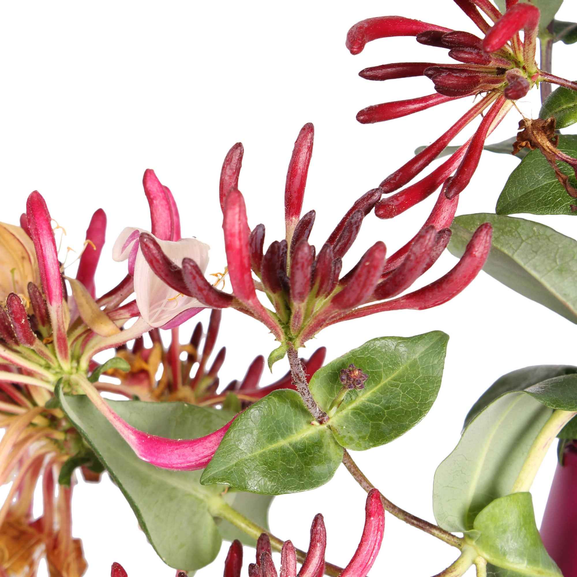 Kamperfoelie 'Copper Beauty' - Image 3