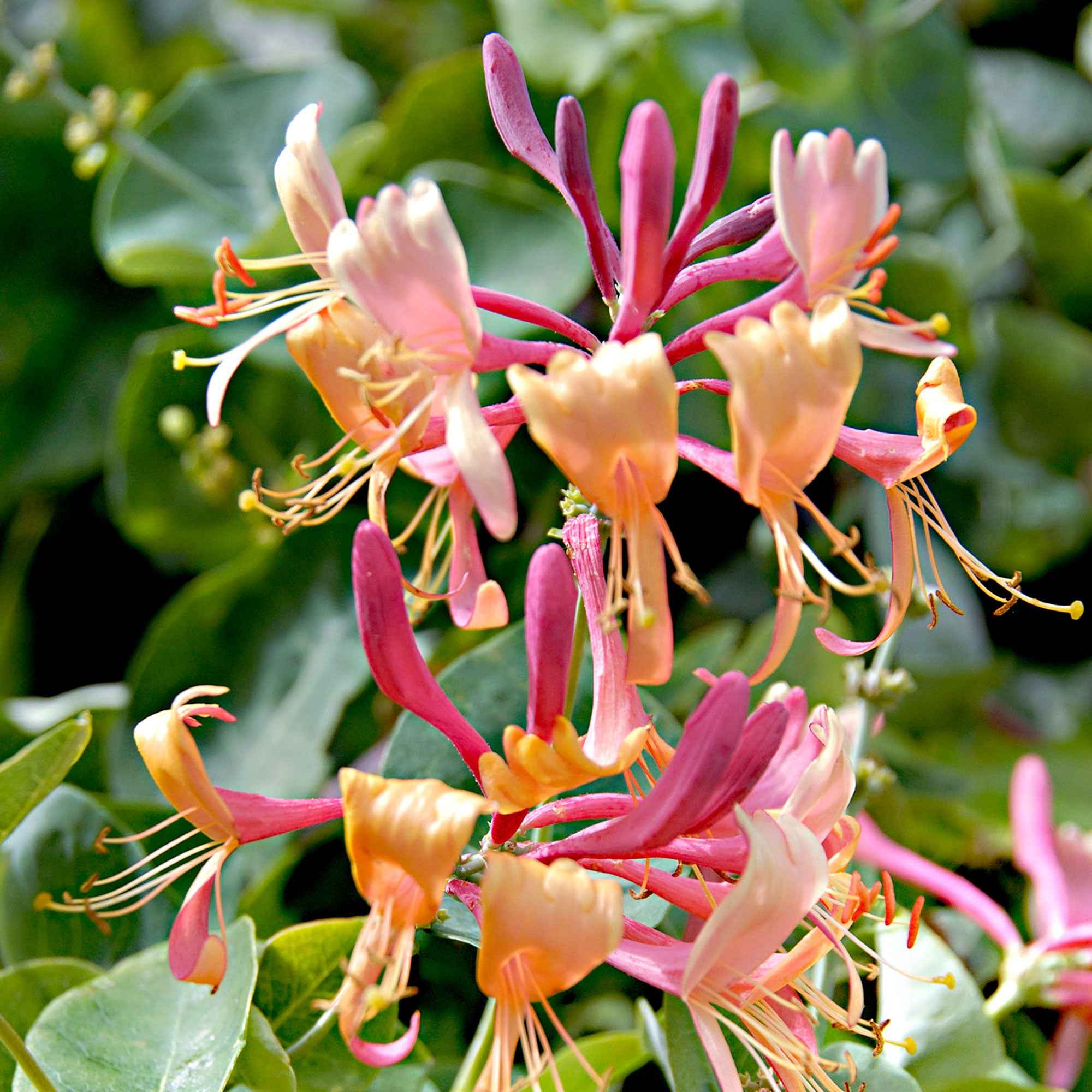 Kamperfoelie 'Copper Beauty' - Image 4