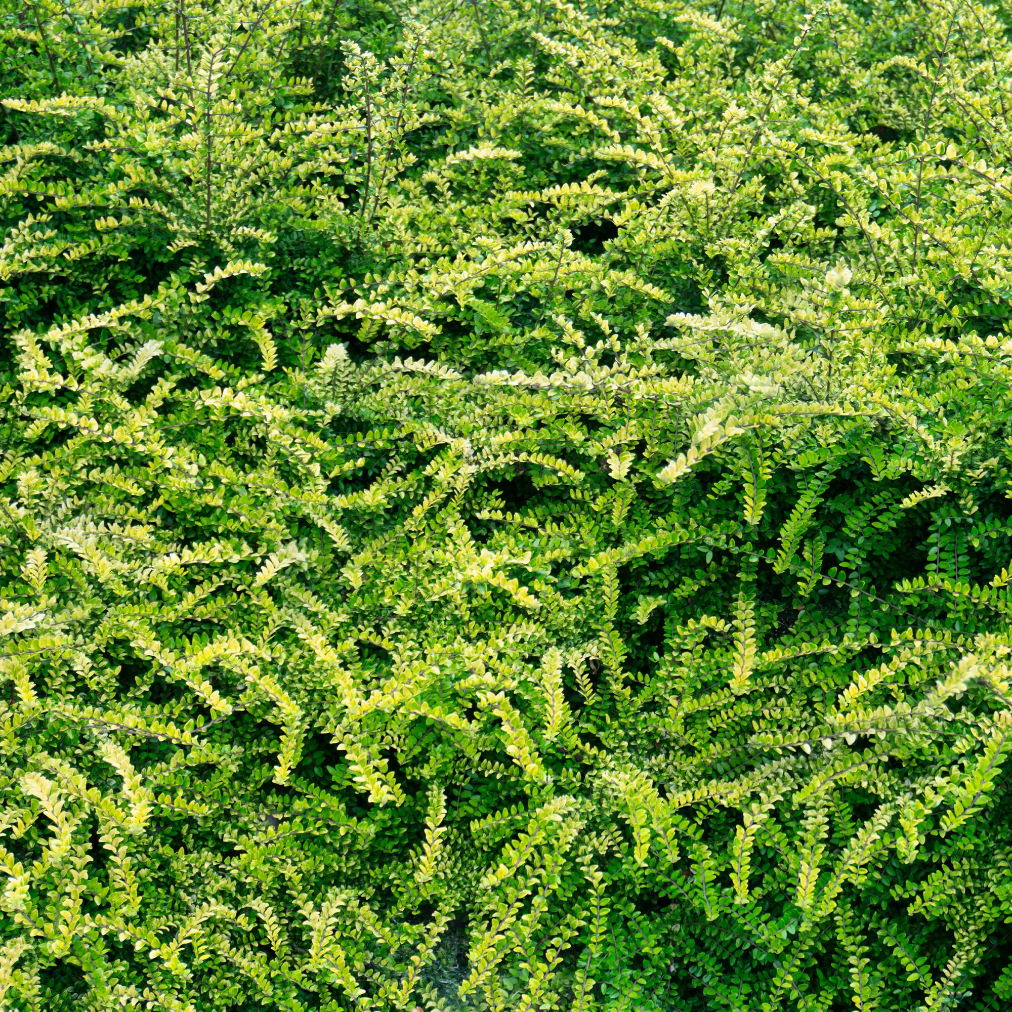 Kamperfoelie 'Moss Green' - Image 3