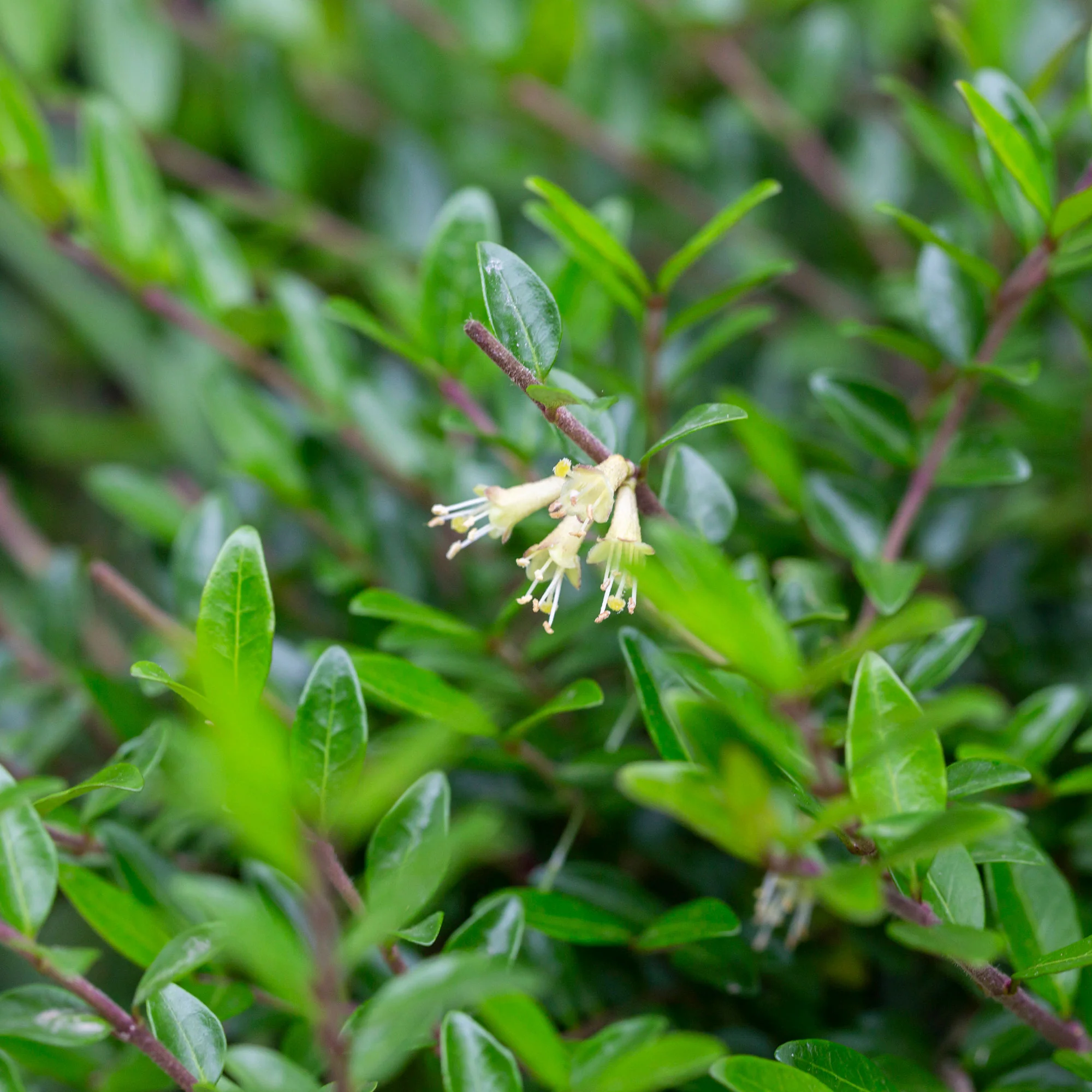 Kamperfoelie 'Moss Green' - Image 4