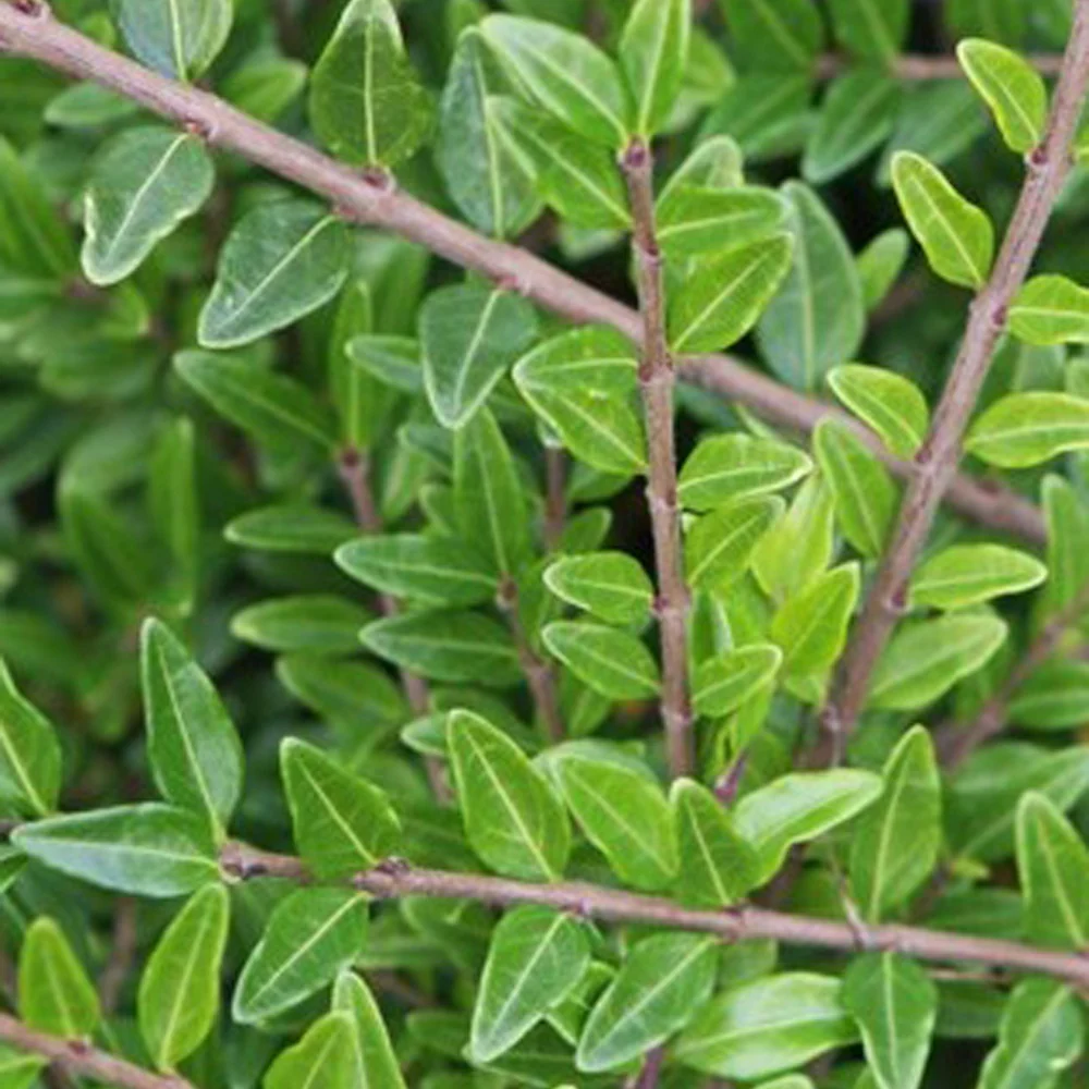 Kamperfoelie 'Moss Green' - Image 5