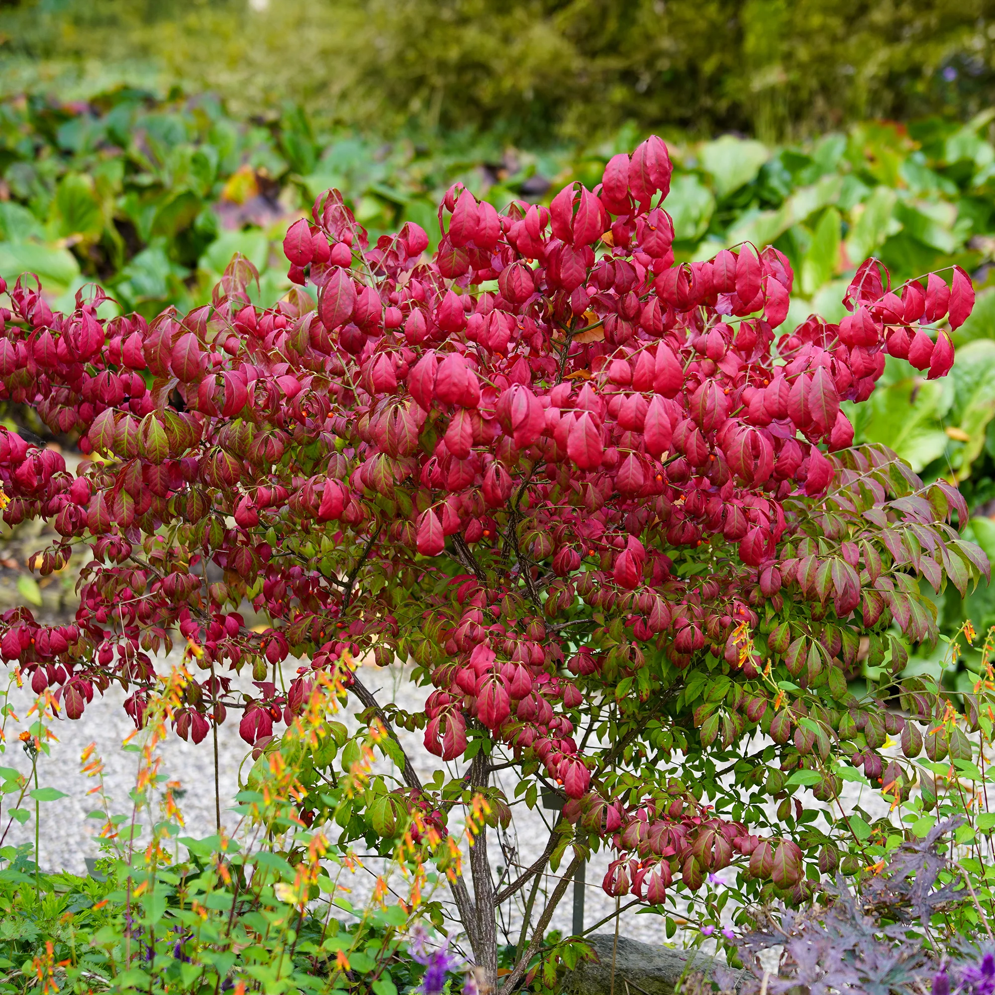 Kardinaalsmuts 'Compactus'