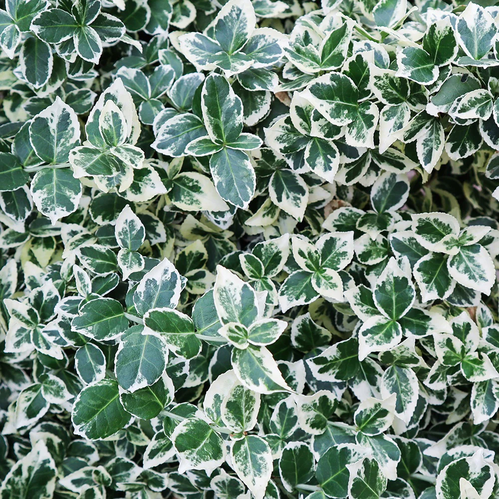 Kardinaalsmuts 'Emerald Gaiety'