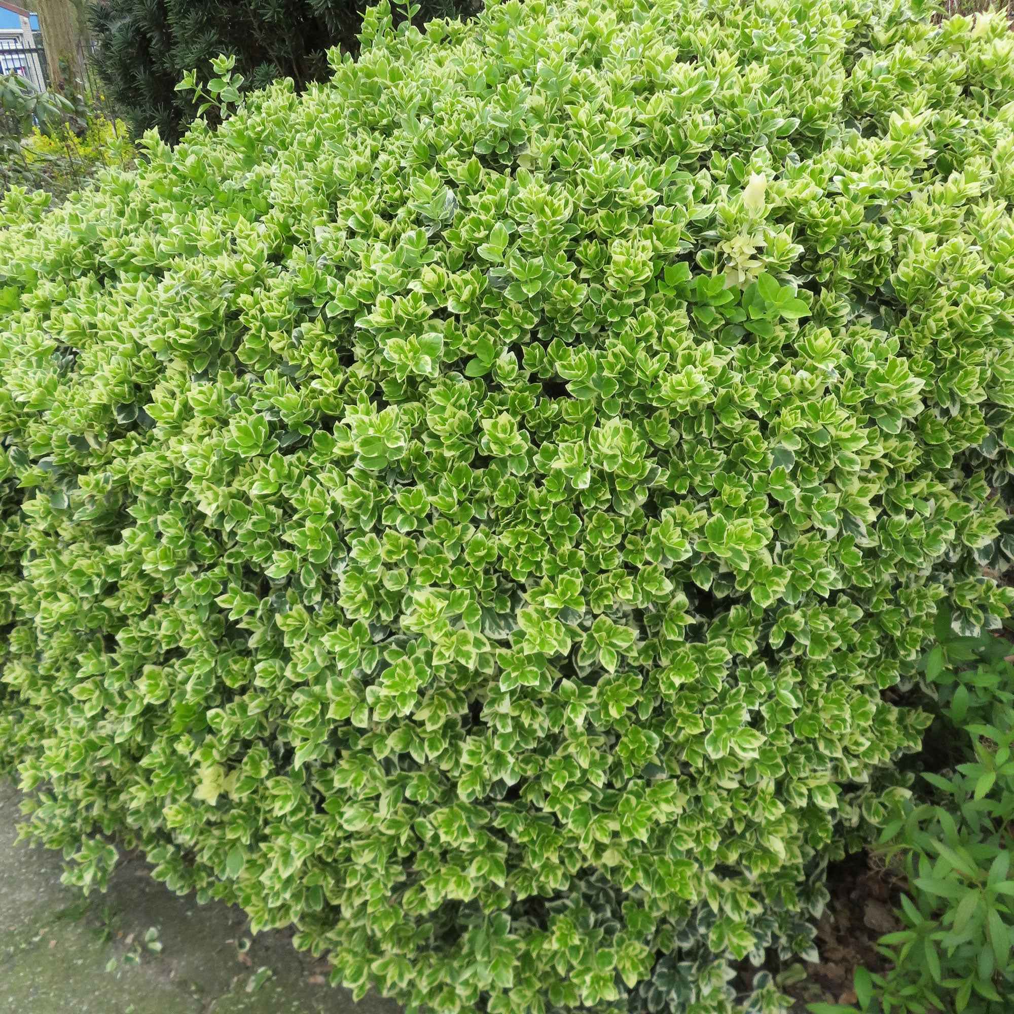 Kardinaalsmuts 'Emerald Gaiety' - Image 2