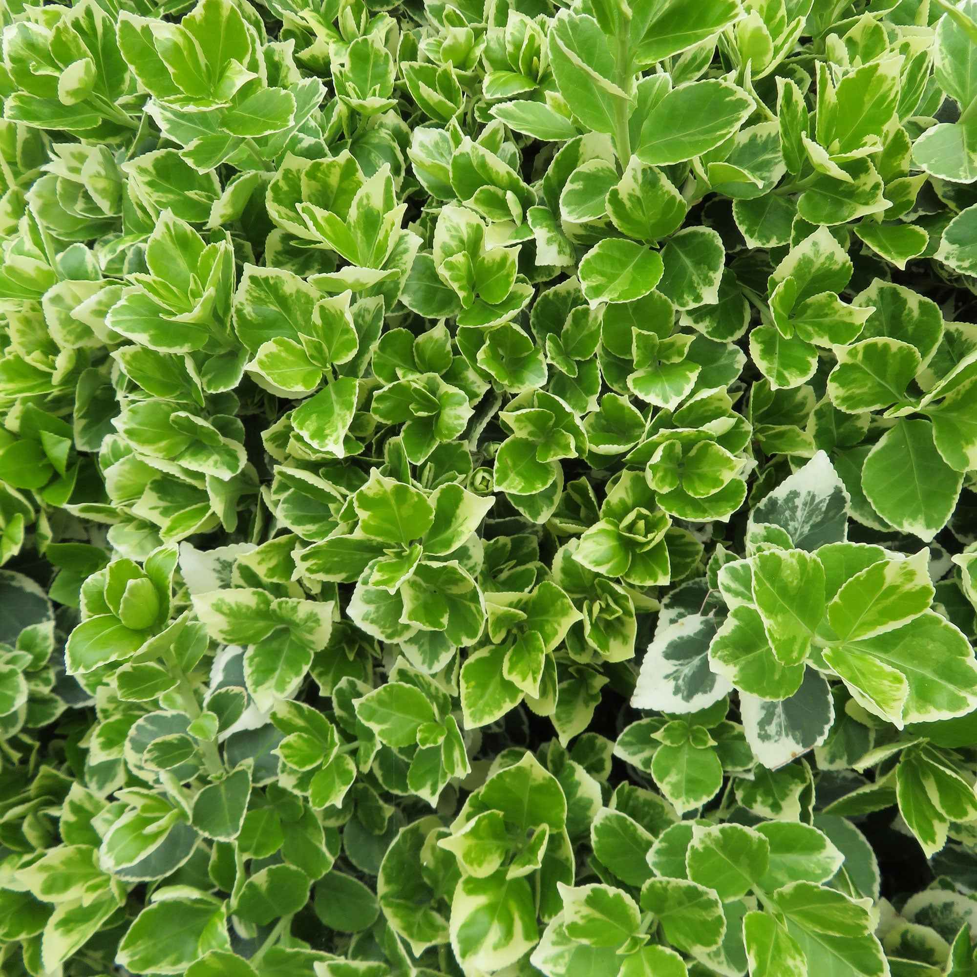 Kardinaalsmuts 'Emerald Gaiety' - Image 3