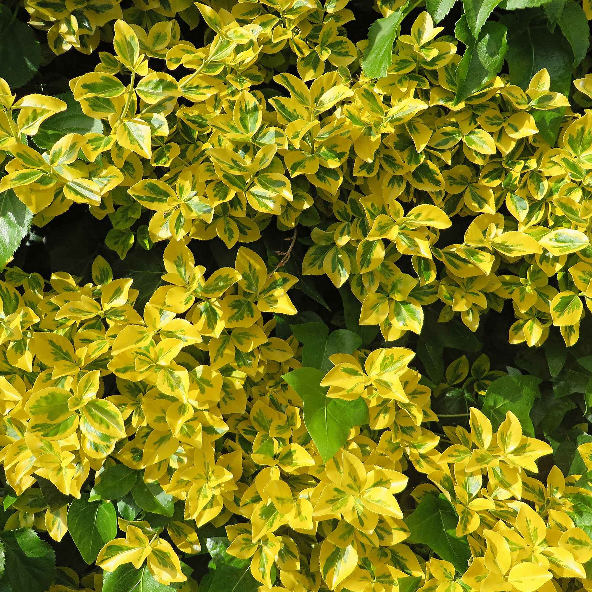 Miniatuur 2