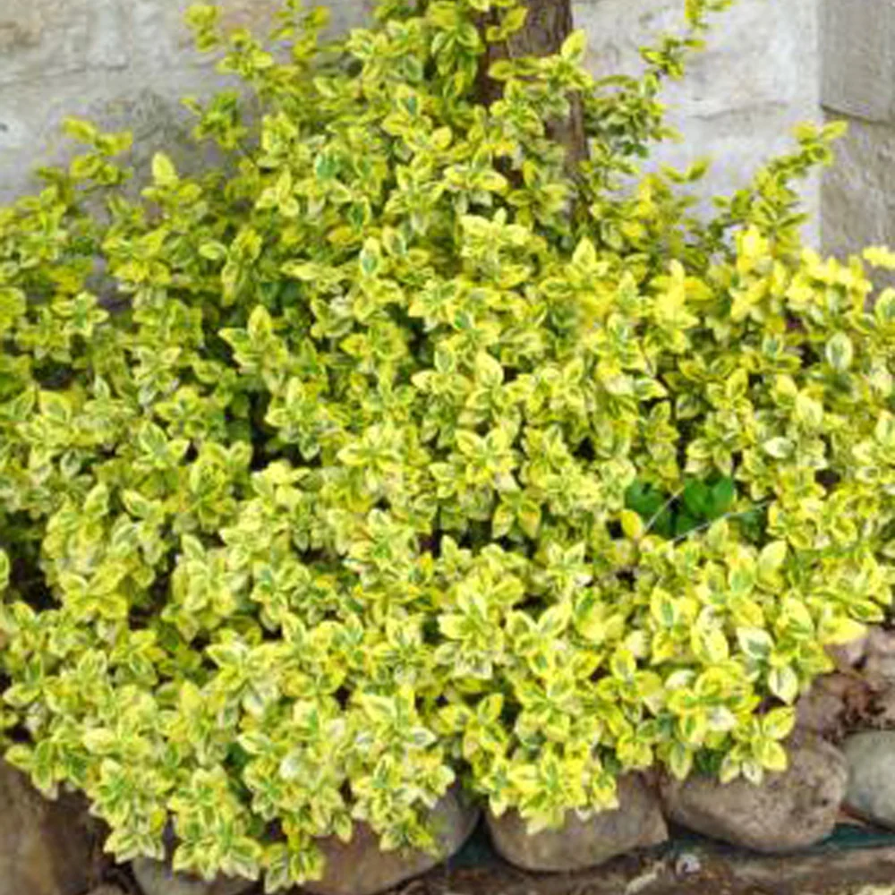 Kardinaalsmuts 'Emerald Gold' - Image 3