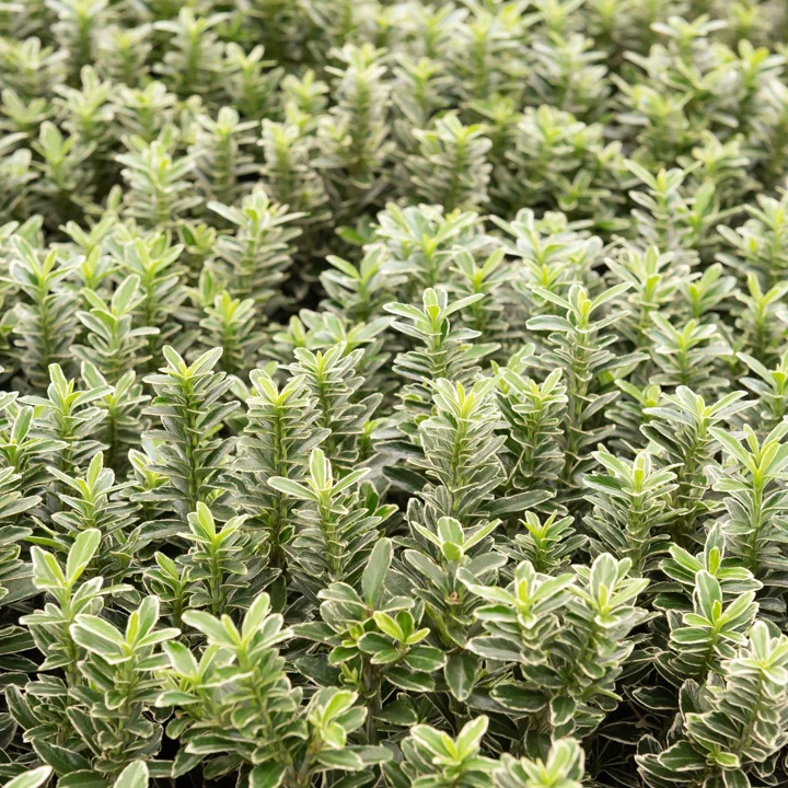 Kardinaalsmuts 'Microphyllus Albovariegatus'