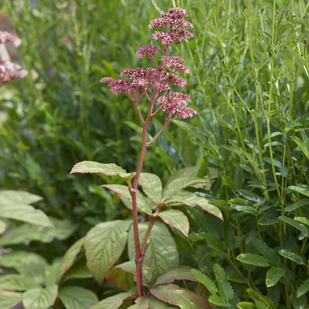Kastanjeblad - Image 3