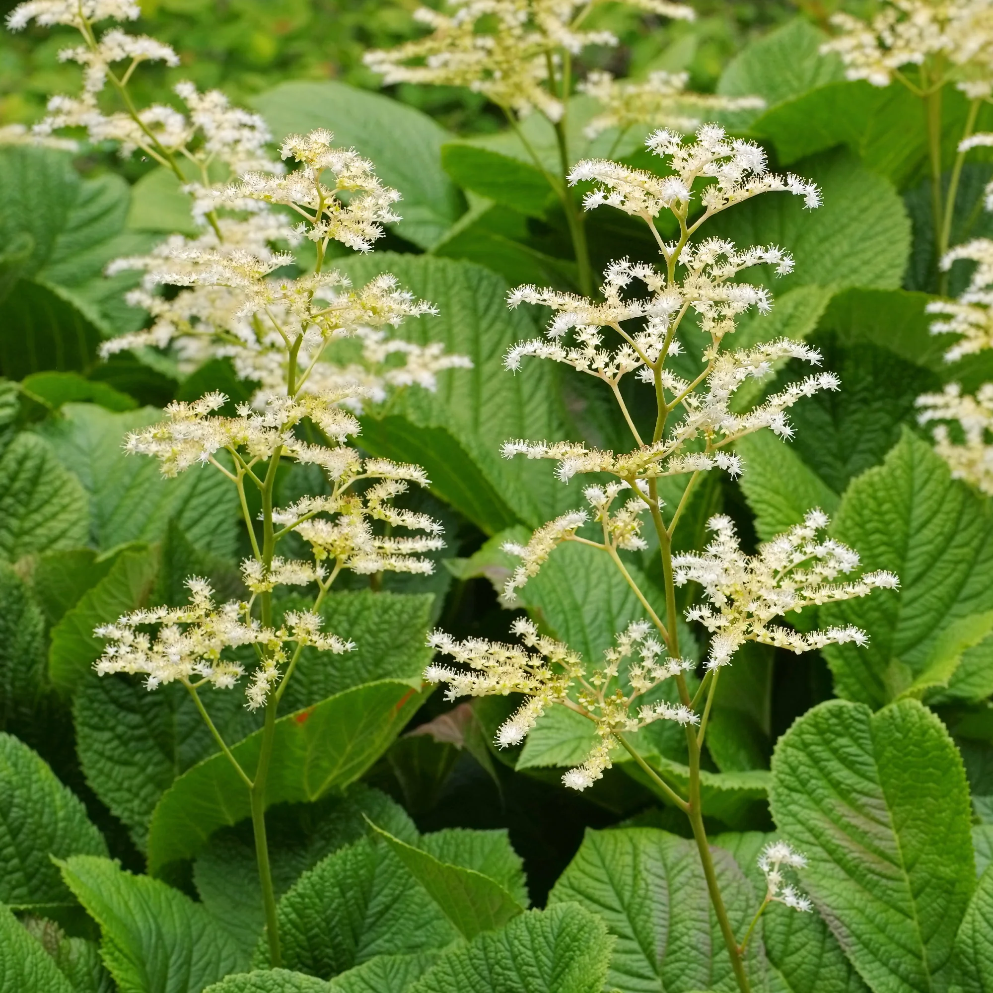Kastanjebladige astilbe
