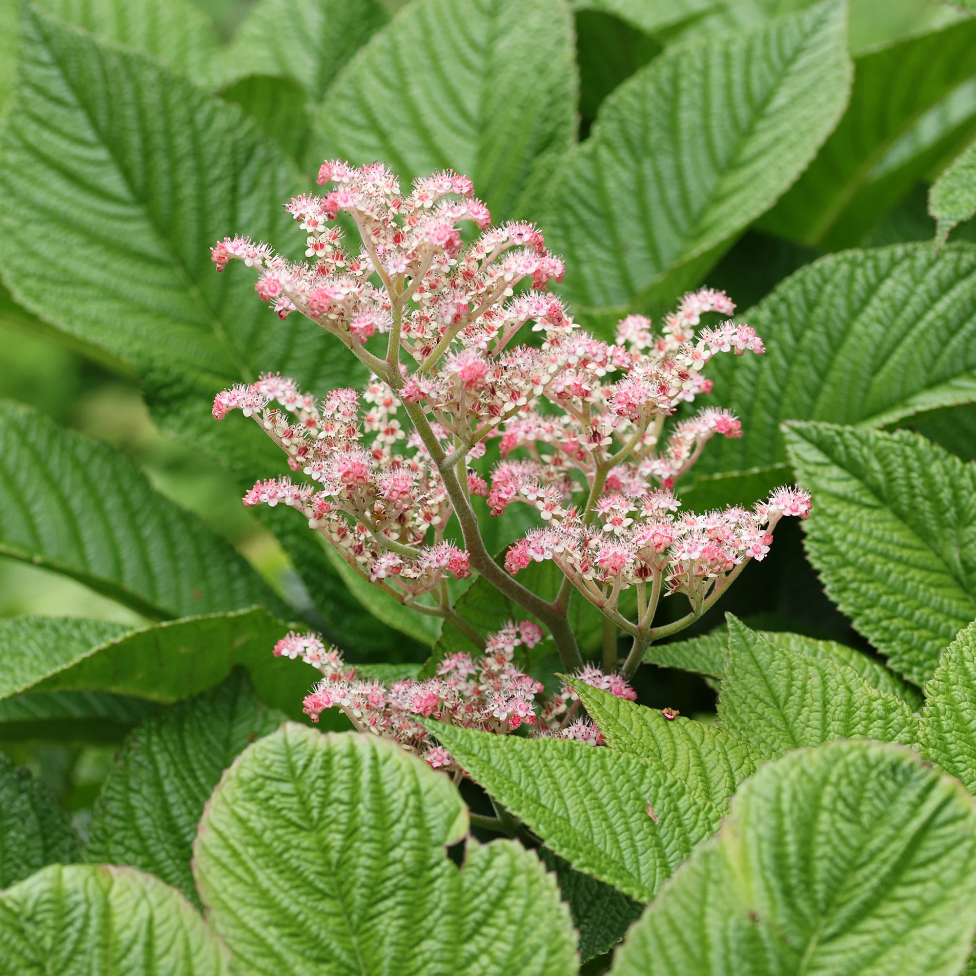 Kastanjebladige astilbe - Image 2