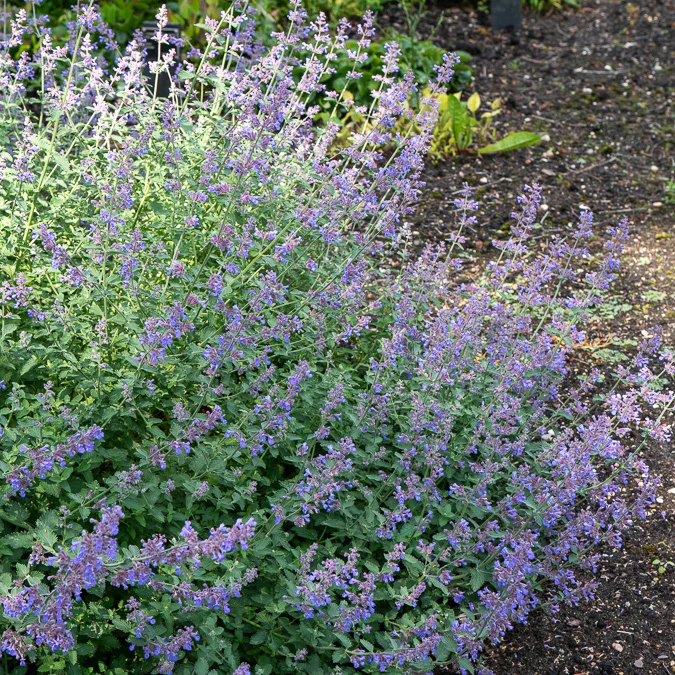 Kattekruid Dropmore - Image 2