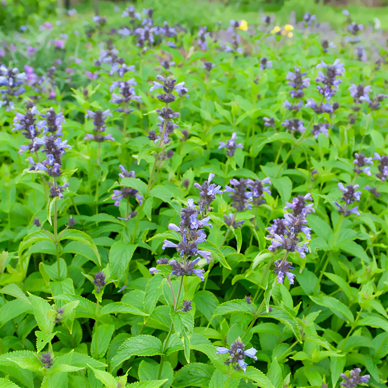 Kattenkruid / Nepeta kubanica