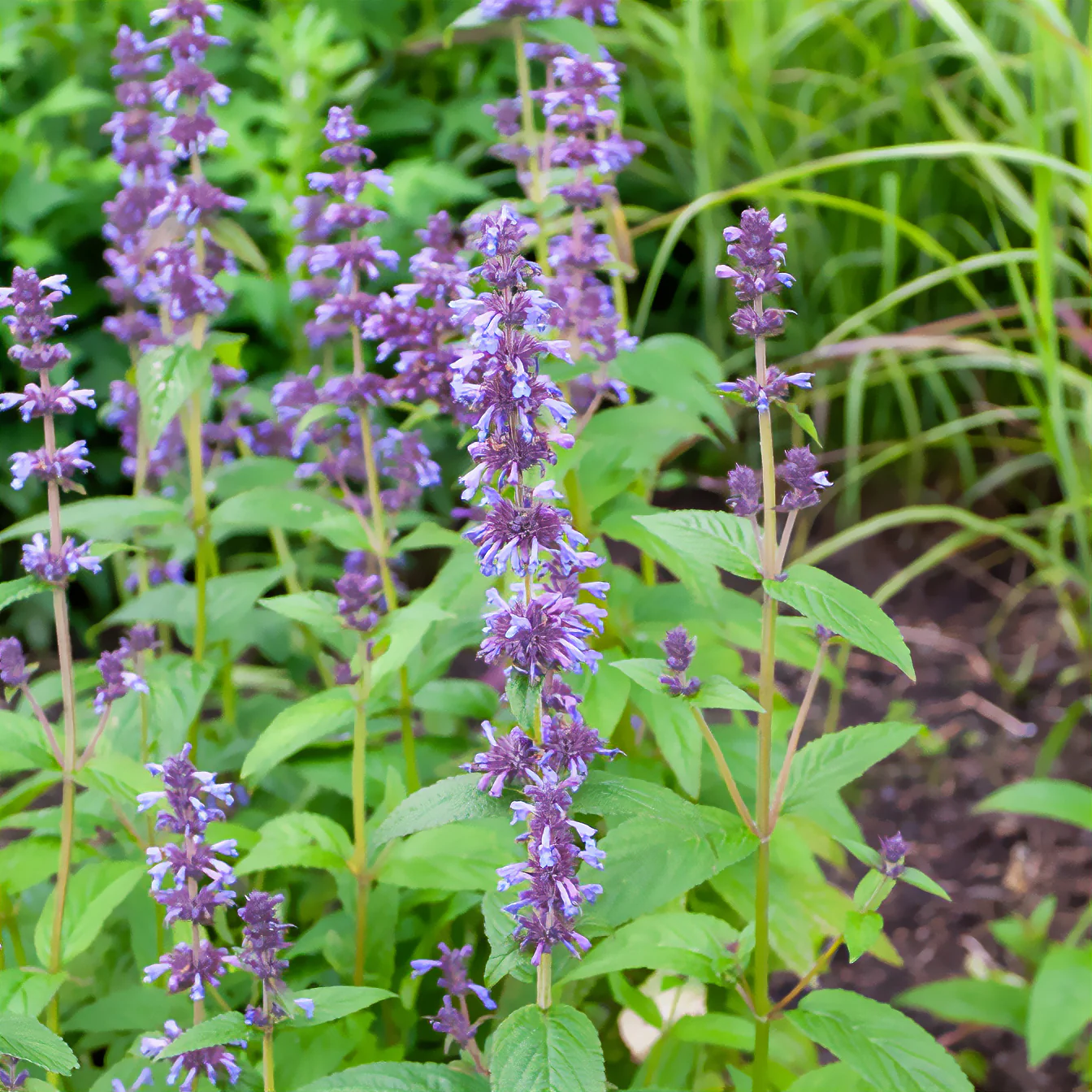 Kattenkruid / Nepeta kubanica - Image 3
