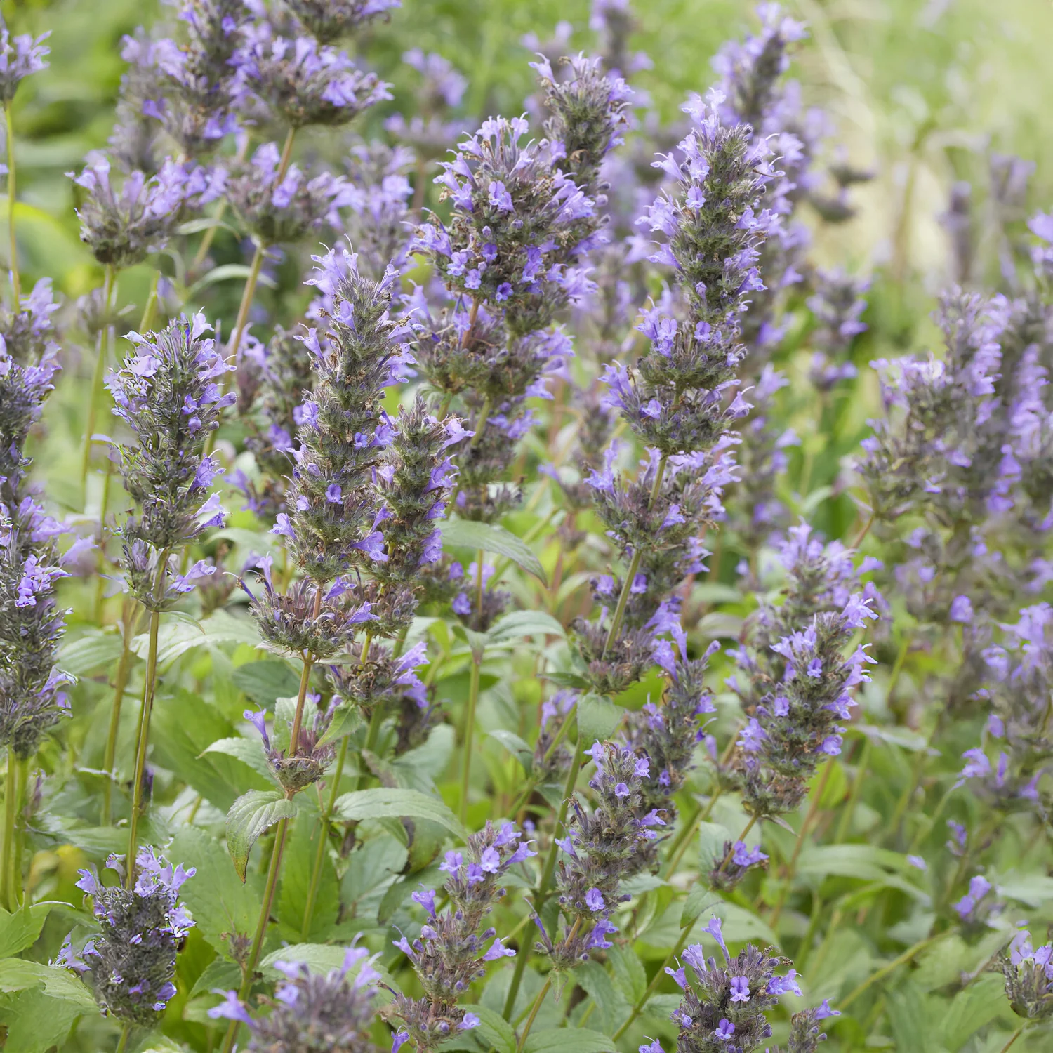 Kattenkruid / Nepeta kubanica - Image 4