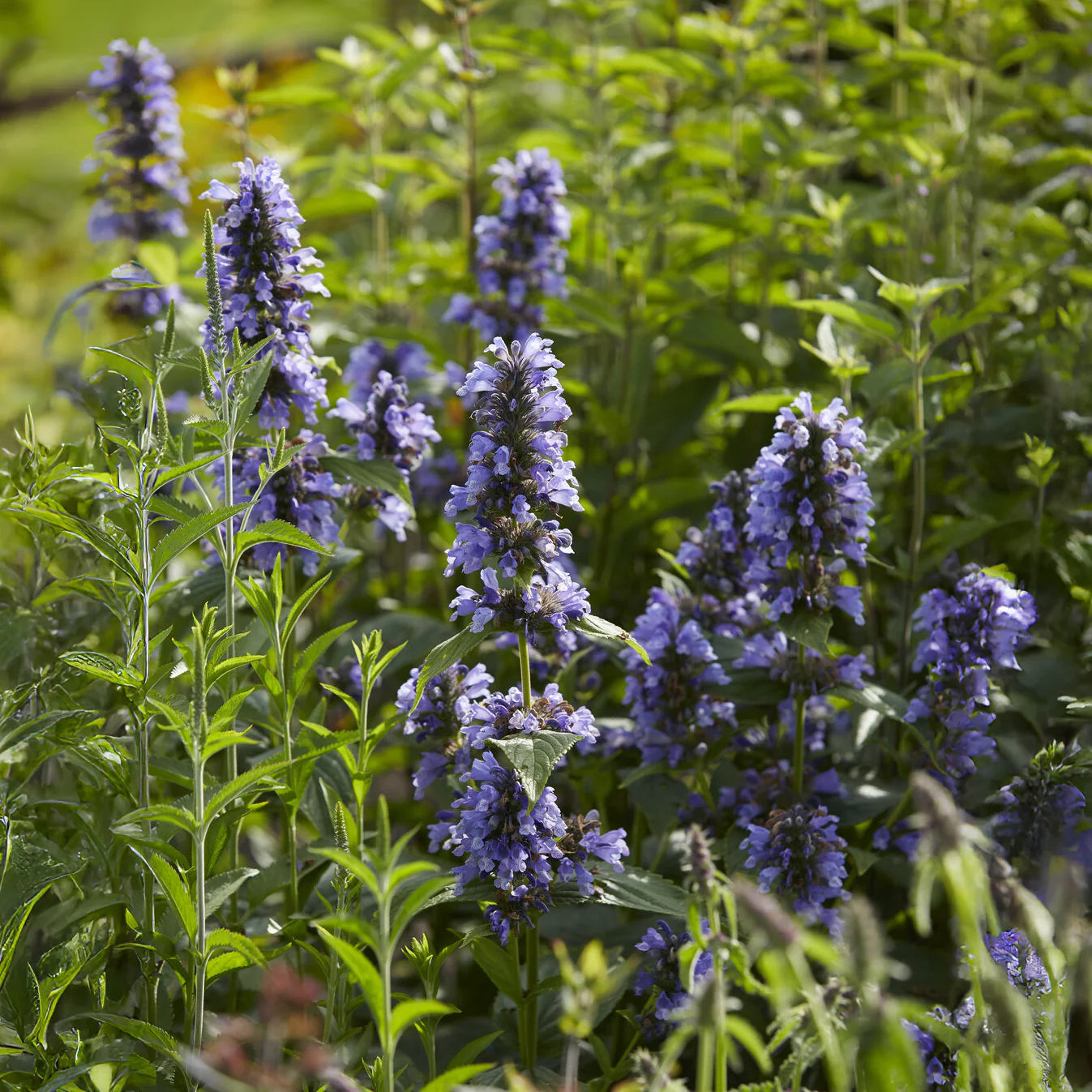 Kattenkruid / Nepeta kubanica - Image 5
