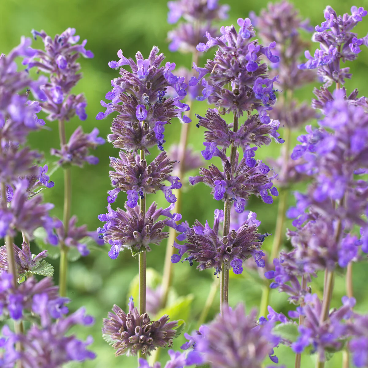Kattenkruid / Nepeta racemosa 'Grog'