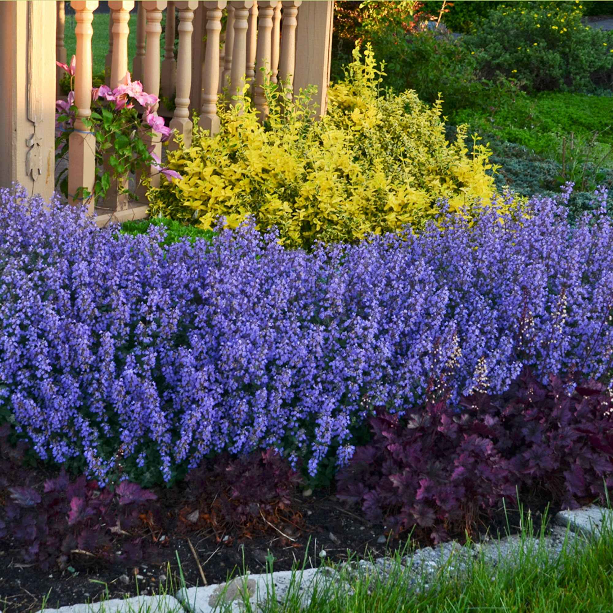 Kattenkruid 'Pursian Blue'