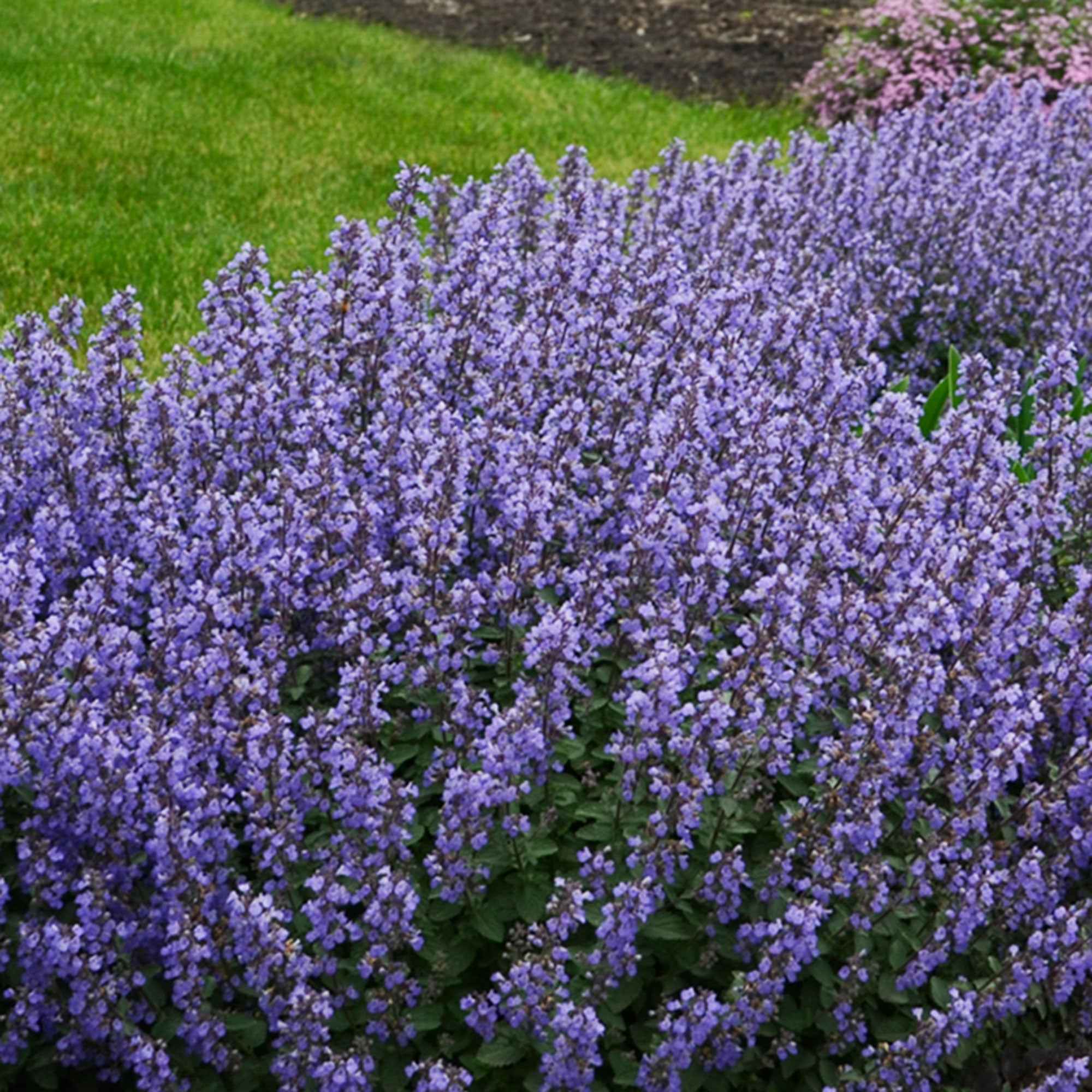 Kattenkruid 'Pursian Blue' - Image 2