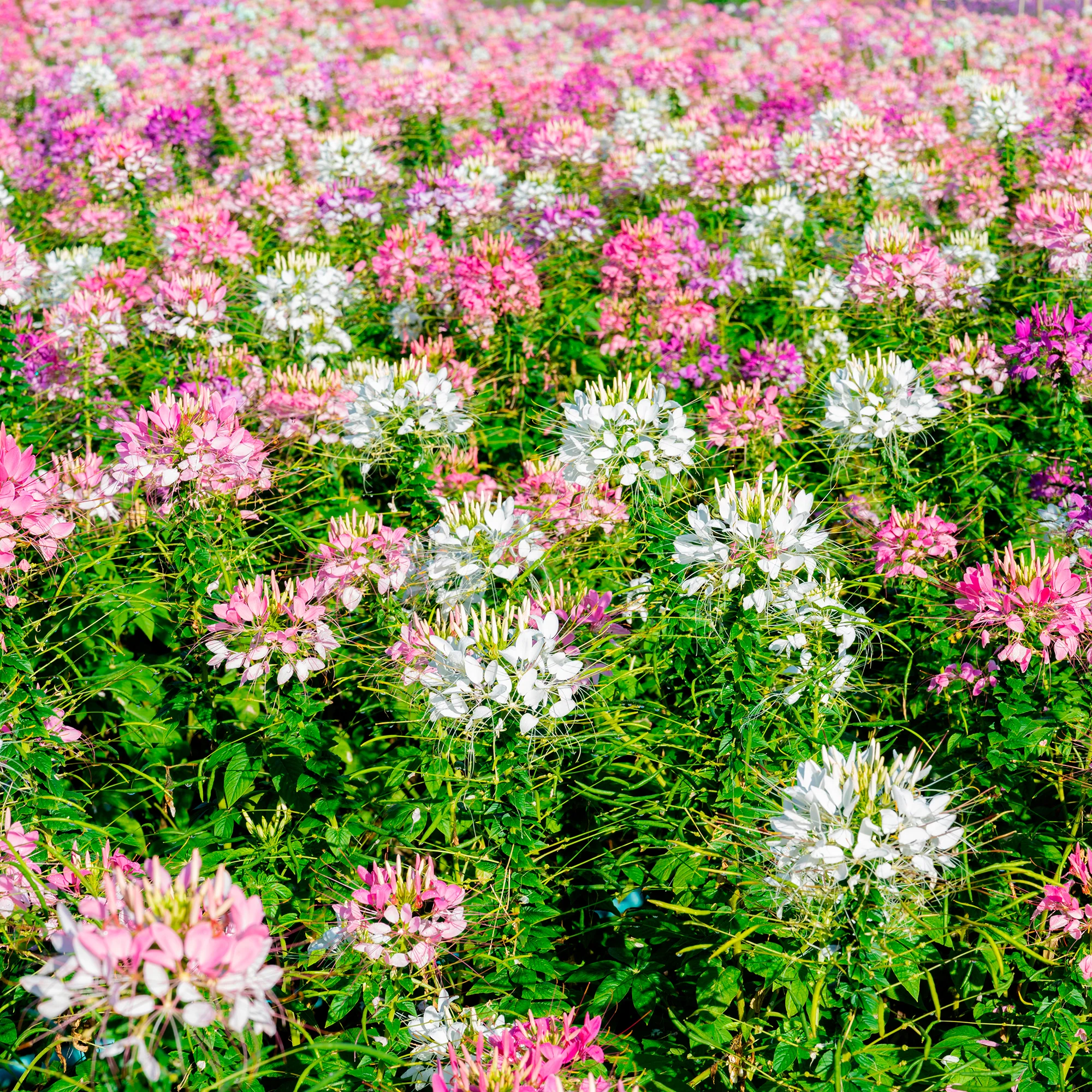 Kattensnor Cleome Colour Fountain mix - Image 4