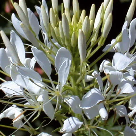 Kattensnor Cleome White Queen