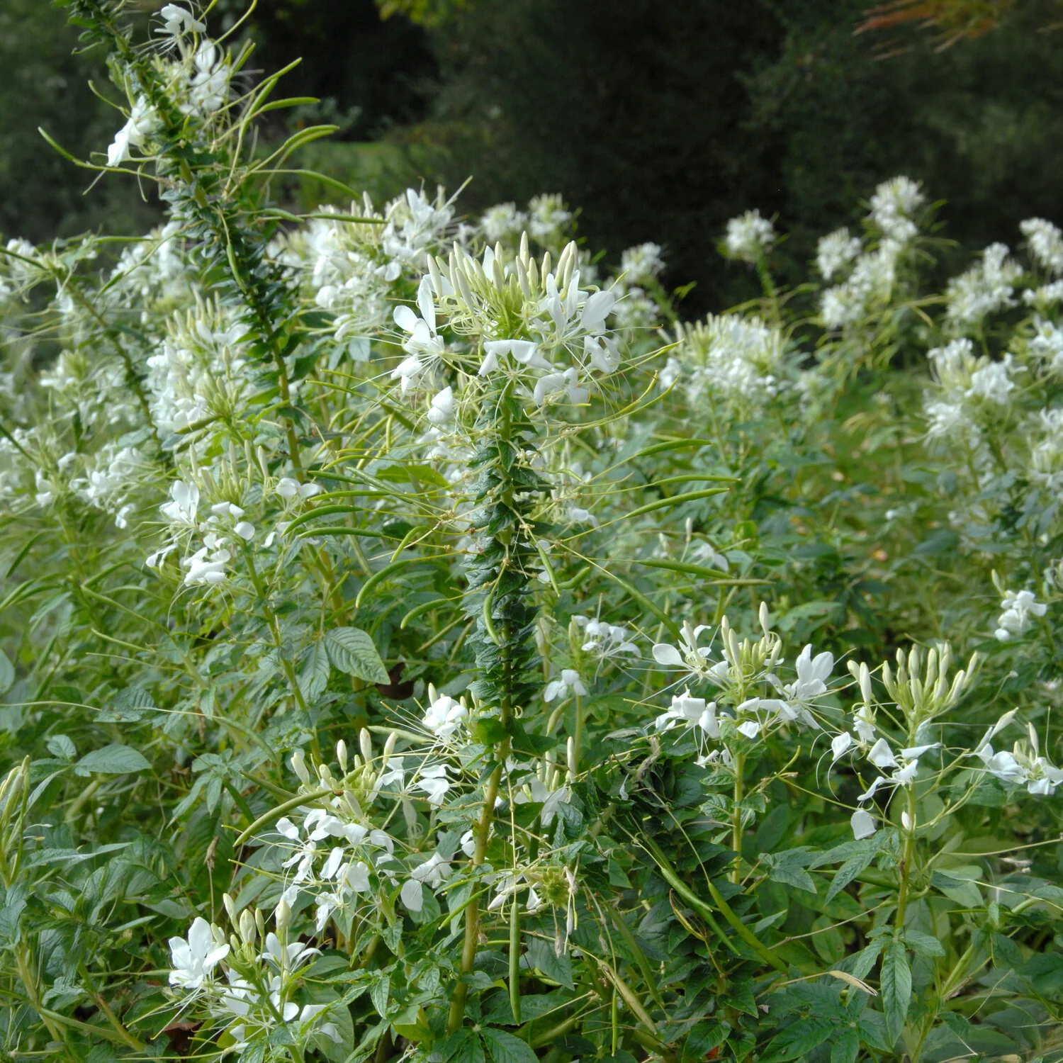 Kattensnor Cleome White Queen - Image 2