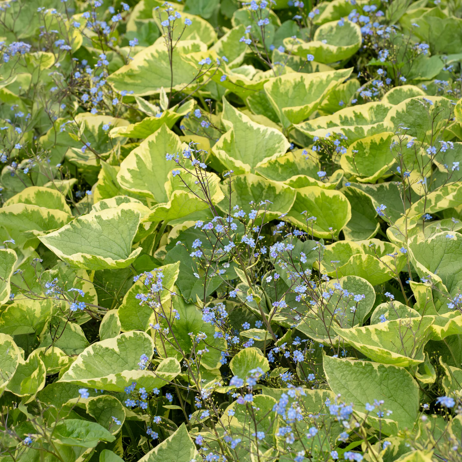 Kaukasisch vergeet-mij-nietje Hadspen cream - Image 3