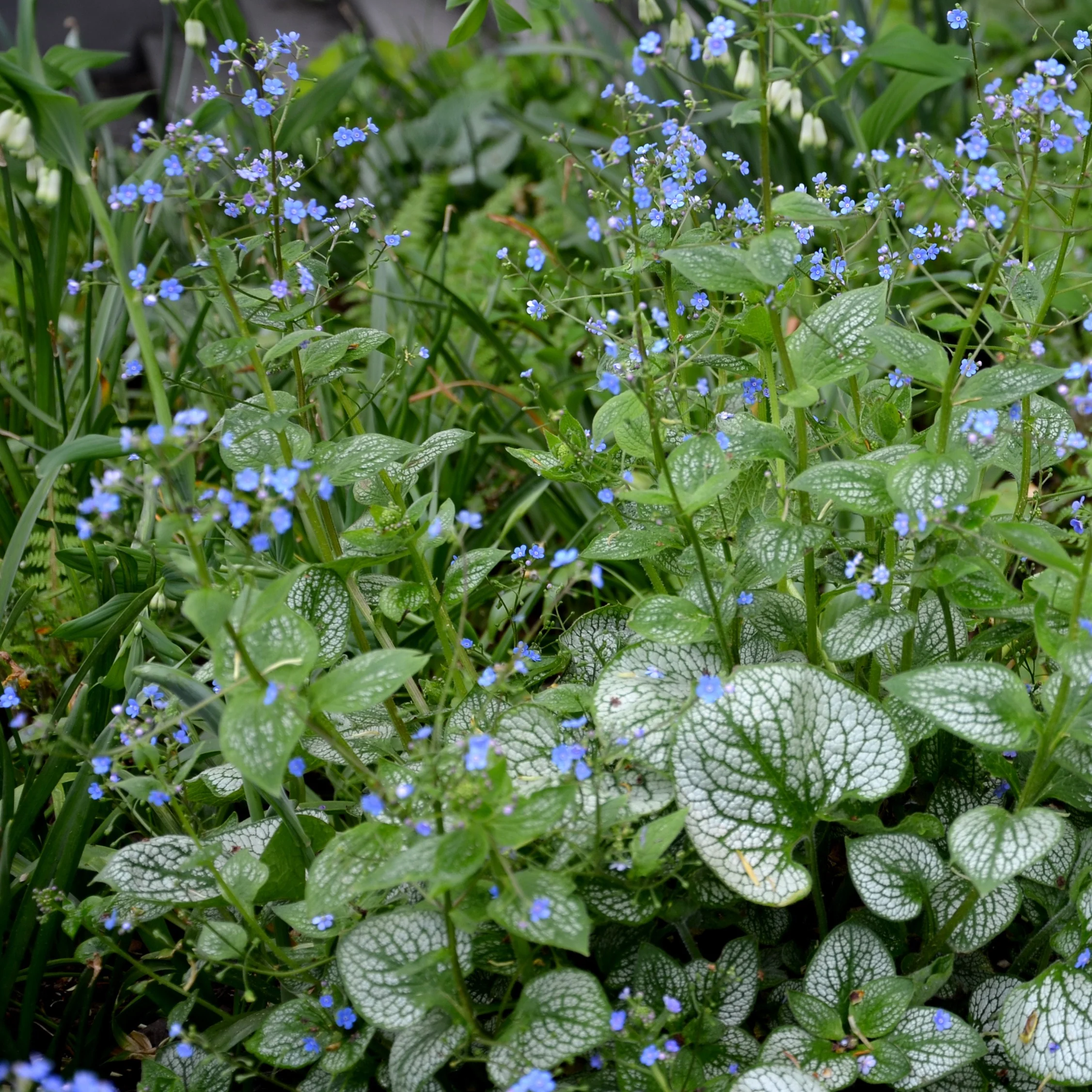 Miniatuur 2