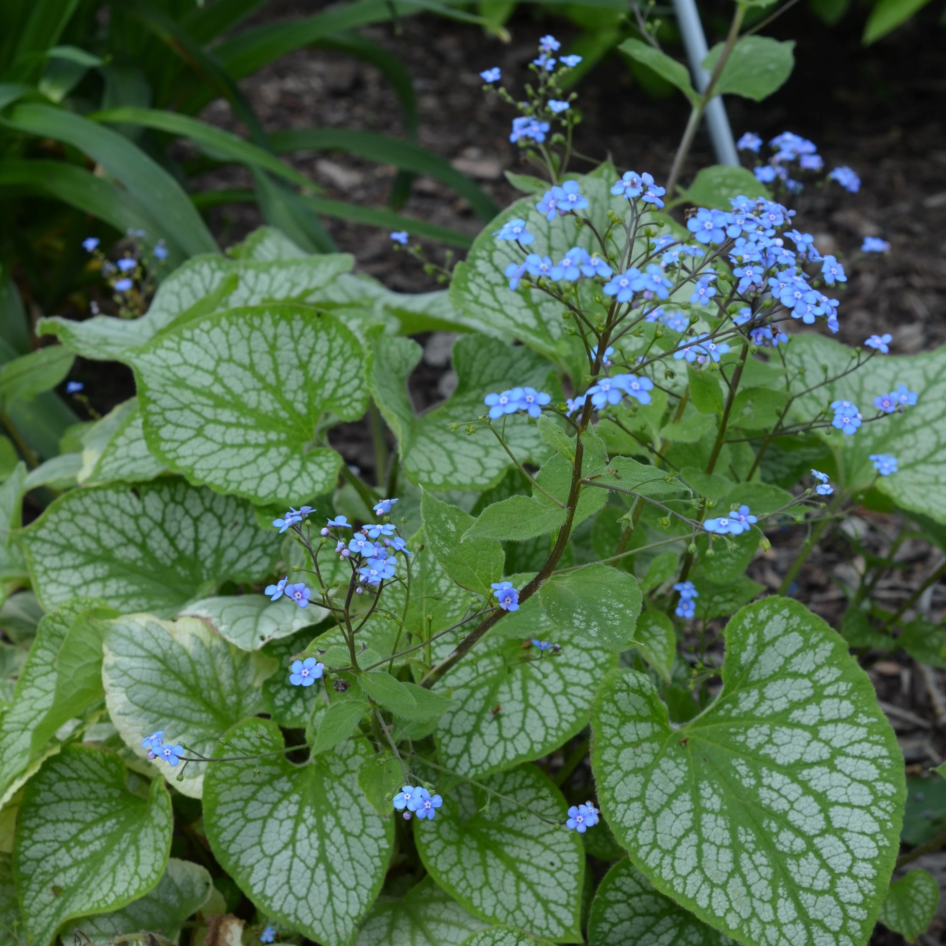 Kaukasische vergeet-mij-nietje 'Emerald Mist'® - Image 3