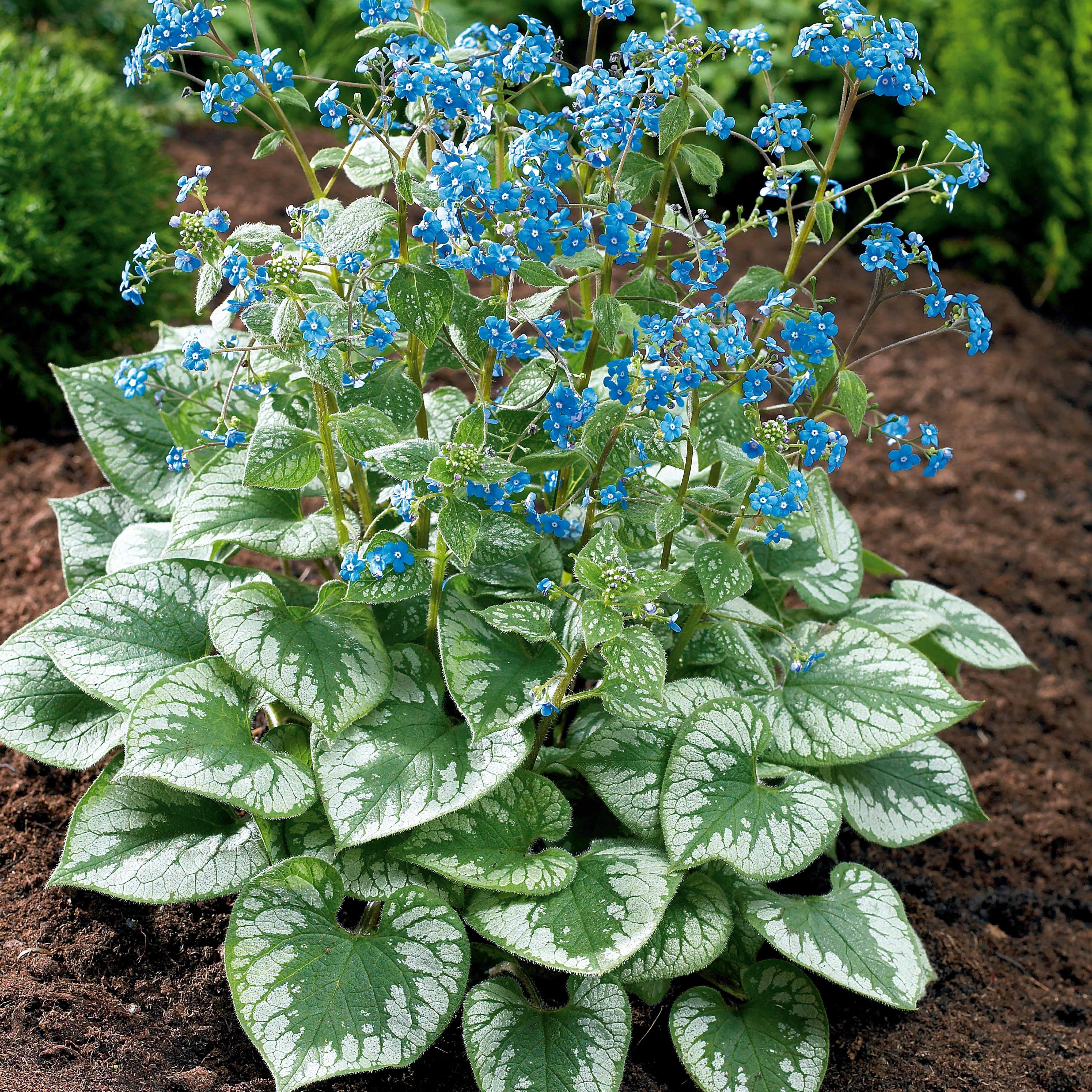 Kaukasische vergeet-mij-nietje 'Emerald Mist'® - Image 4
