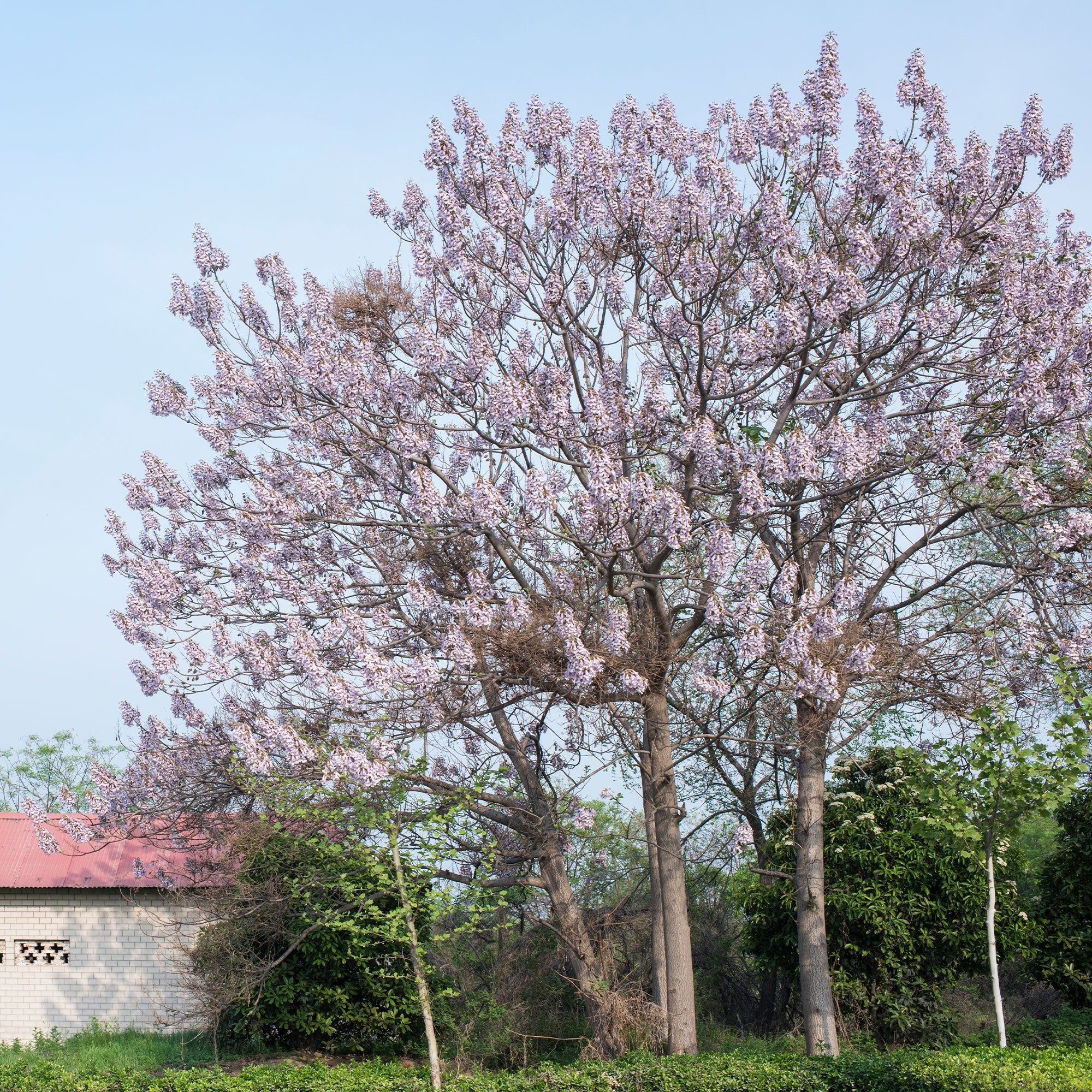 Keizerboom - Image 2